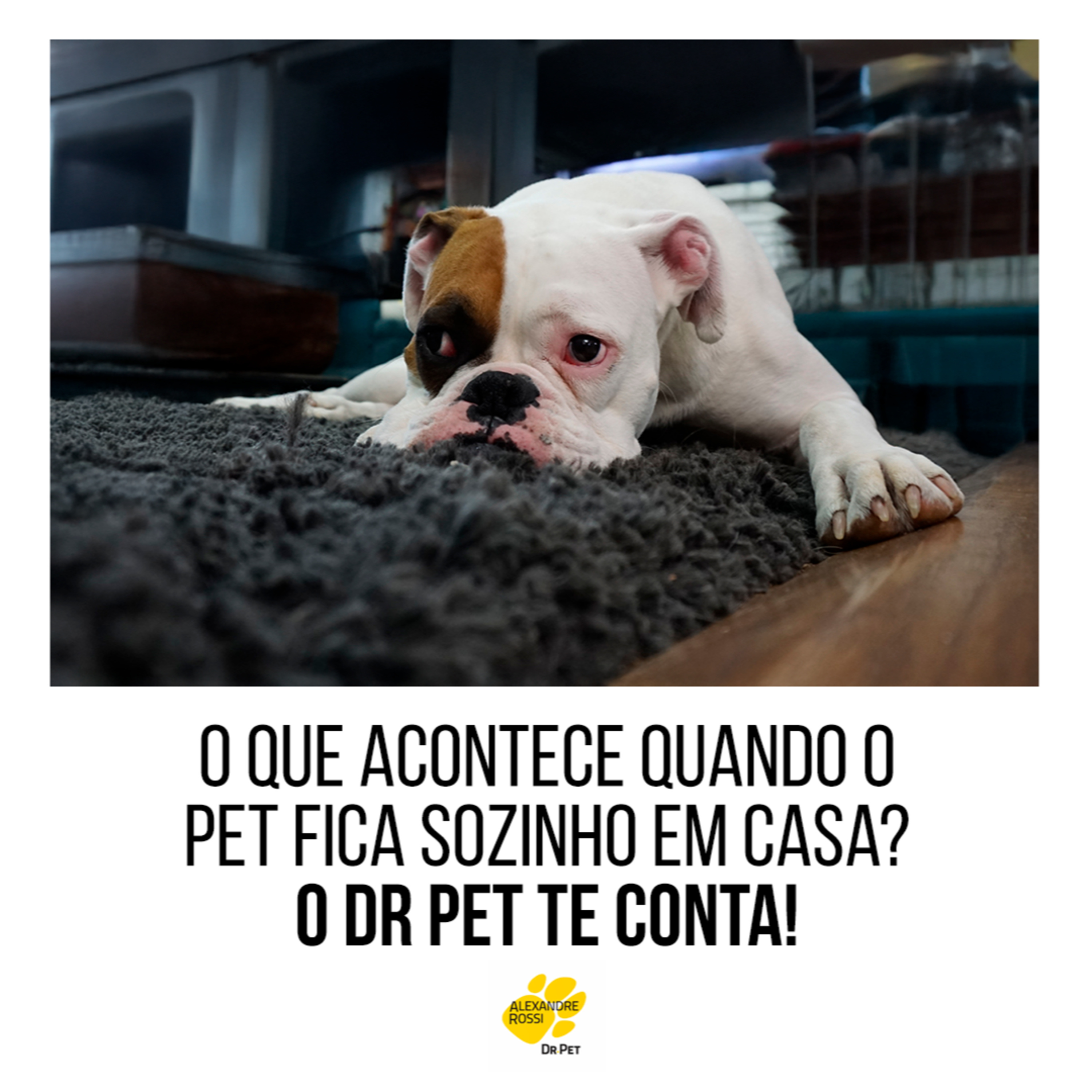 EP 187: O que acontece quando o pet fica sozinho em casa? O Dr Pet te conta! episode artwork