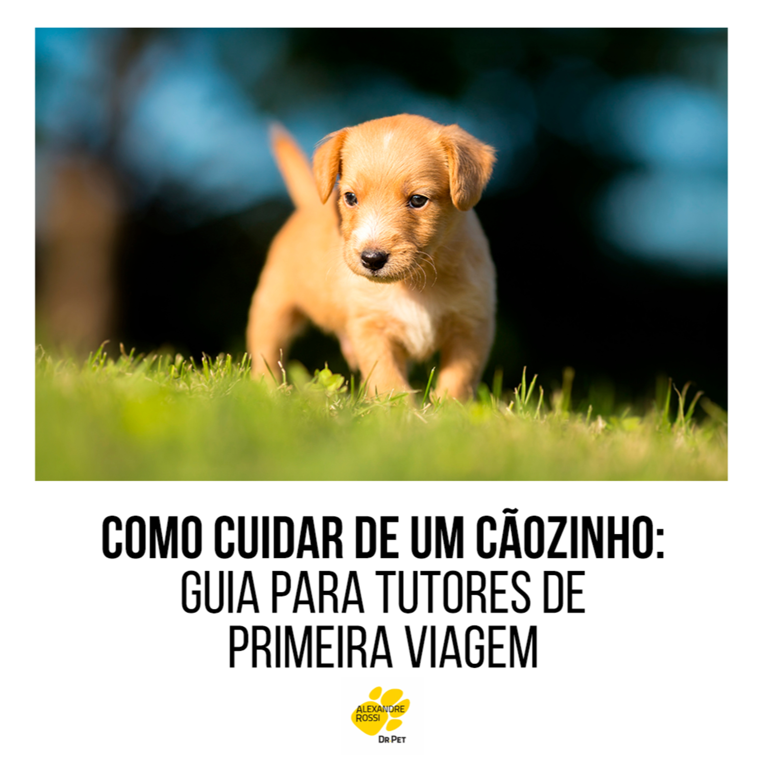 EP 189: Como cuidar de um cãozinho: guia para tutores de primeira viagem episode artwork