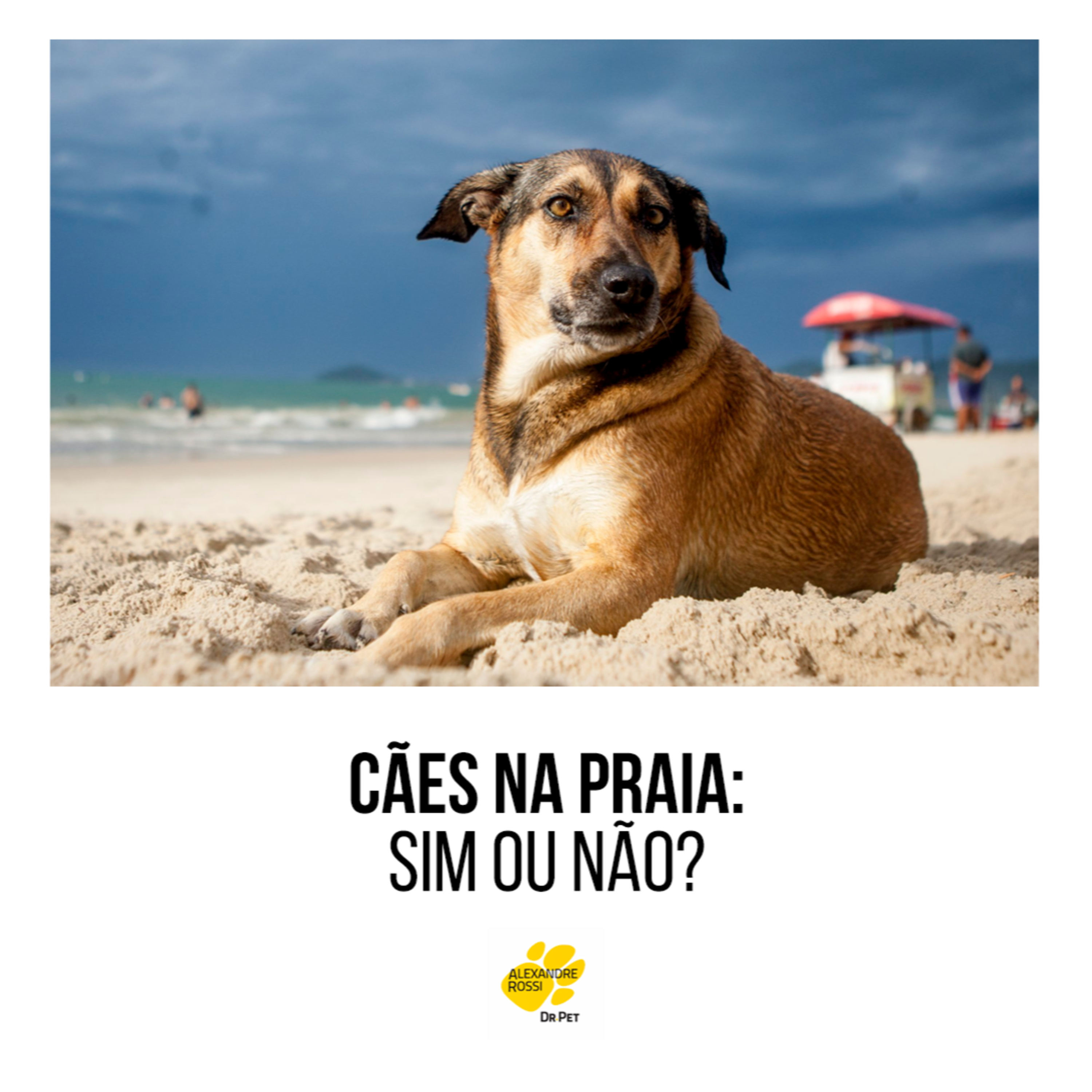 EP 195: Cães na praia: sim ou não? episode artwork