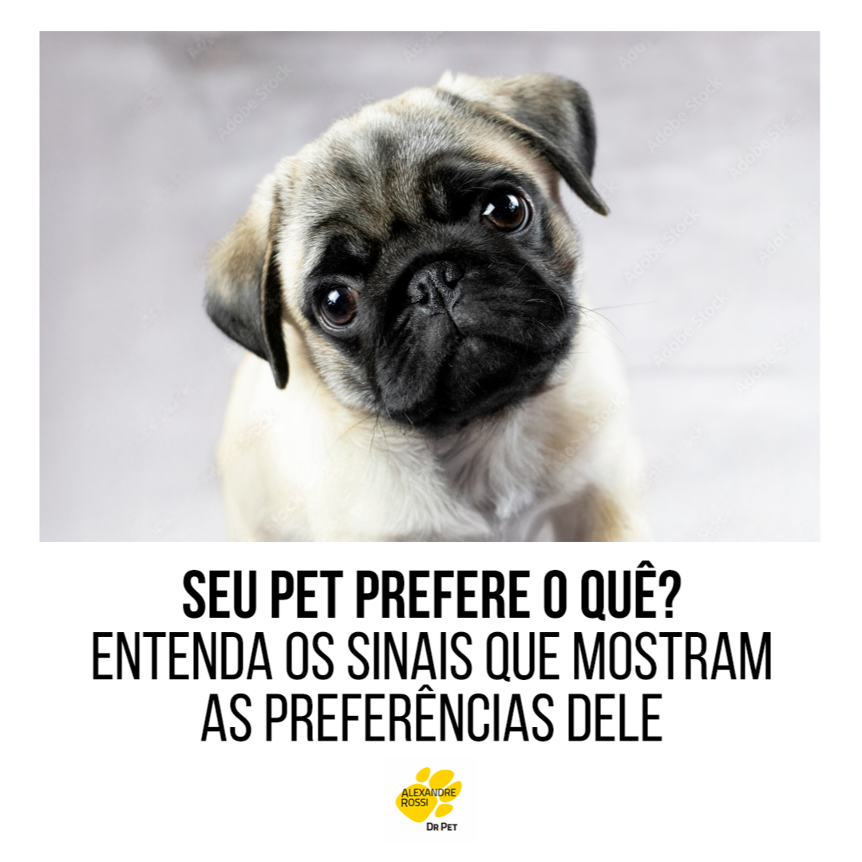 EP 196: Seu pet prefere o quê? Entenda os sinais que mostram as preferências dele episode artwork