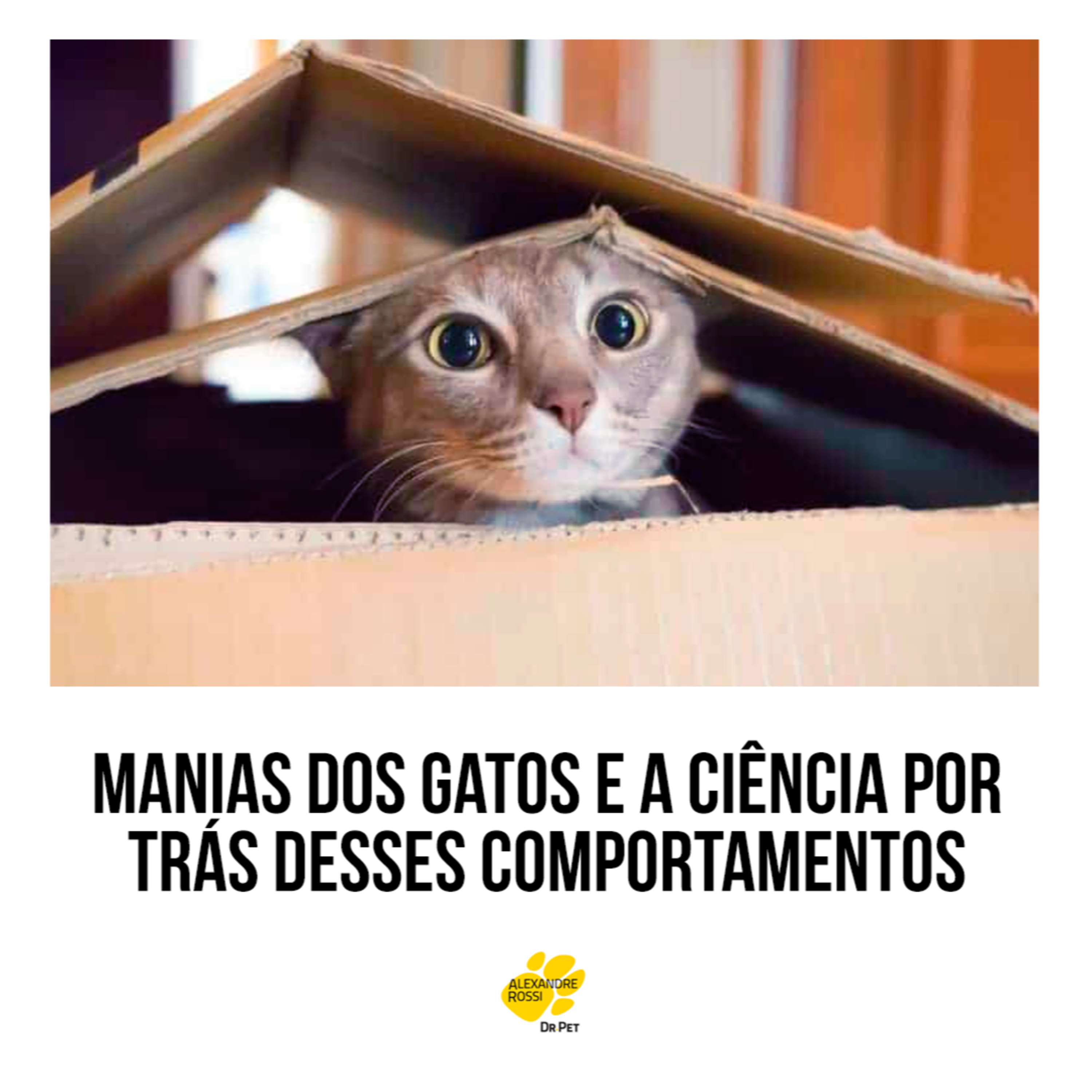 EP 197: Manias dos gatos e a ciência por trás desses comportamentos episode artwork