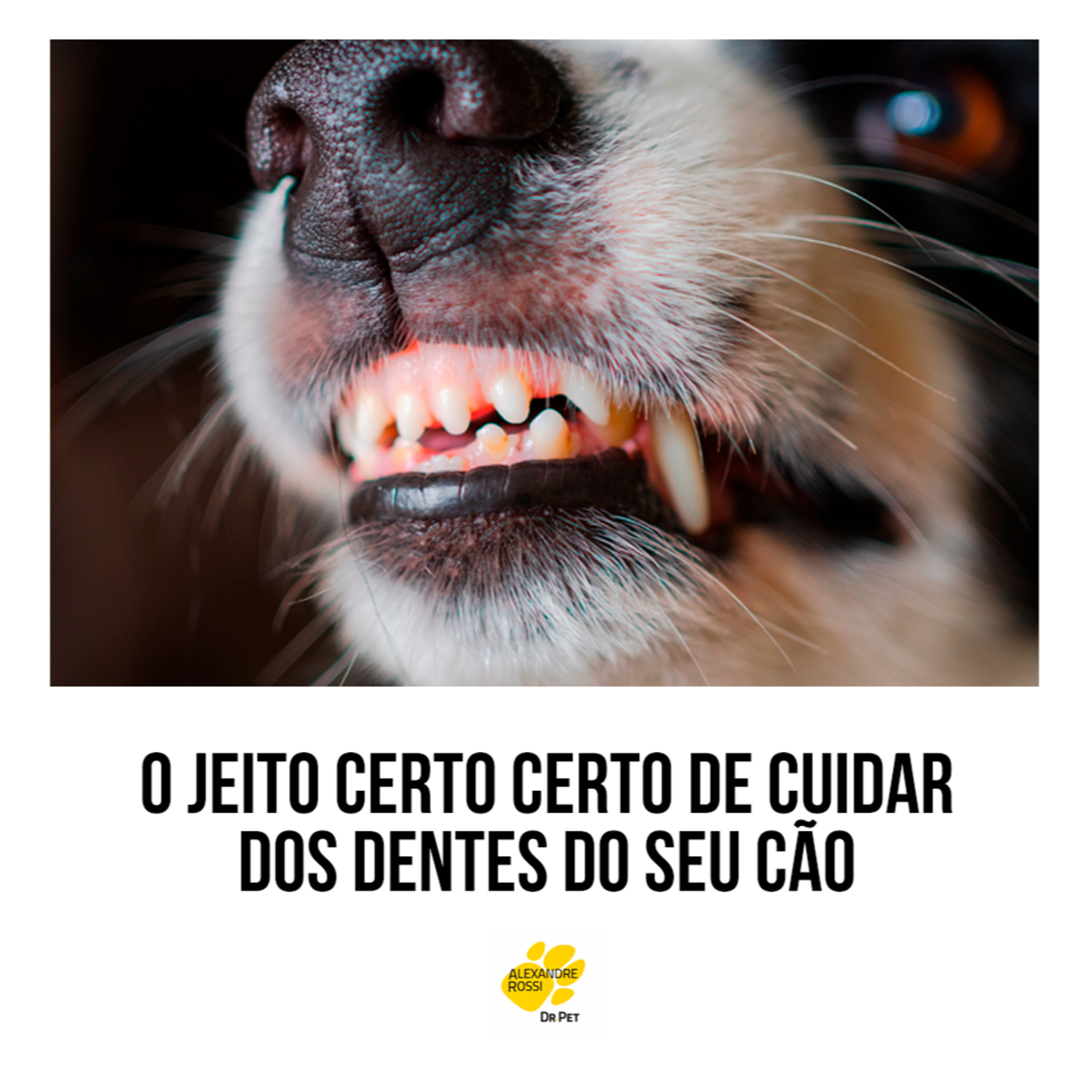 EP 198: O jeito certo certo de cuidar dos dentes do seu cão episode artwork