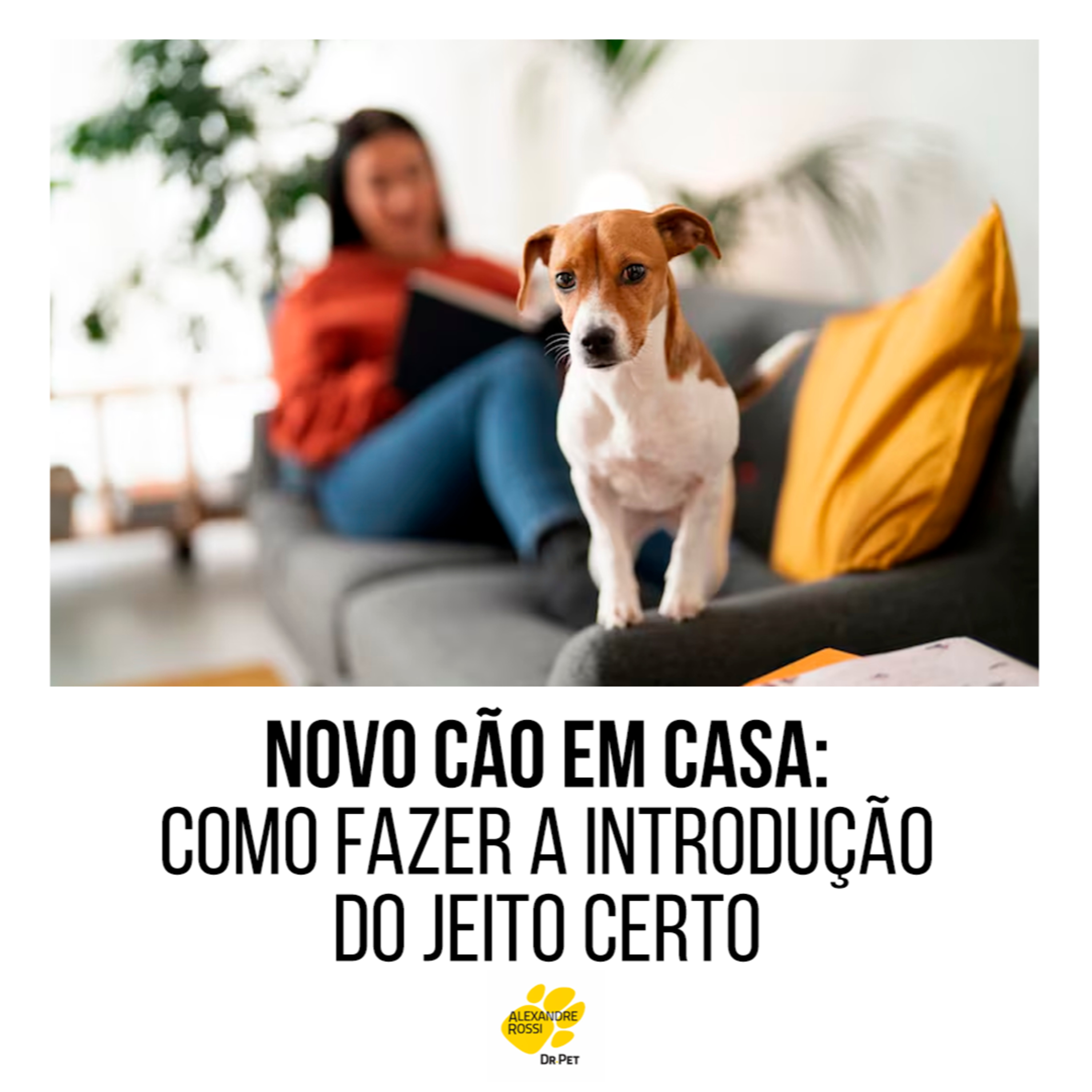 EP 199: Novo cão em casa: como fazer a introdução do jeito certo episode artwork