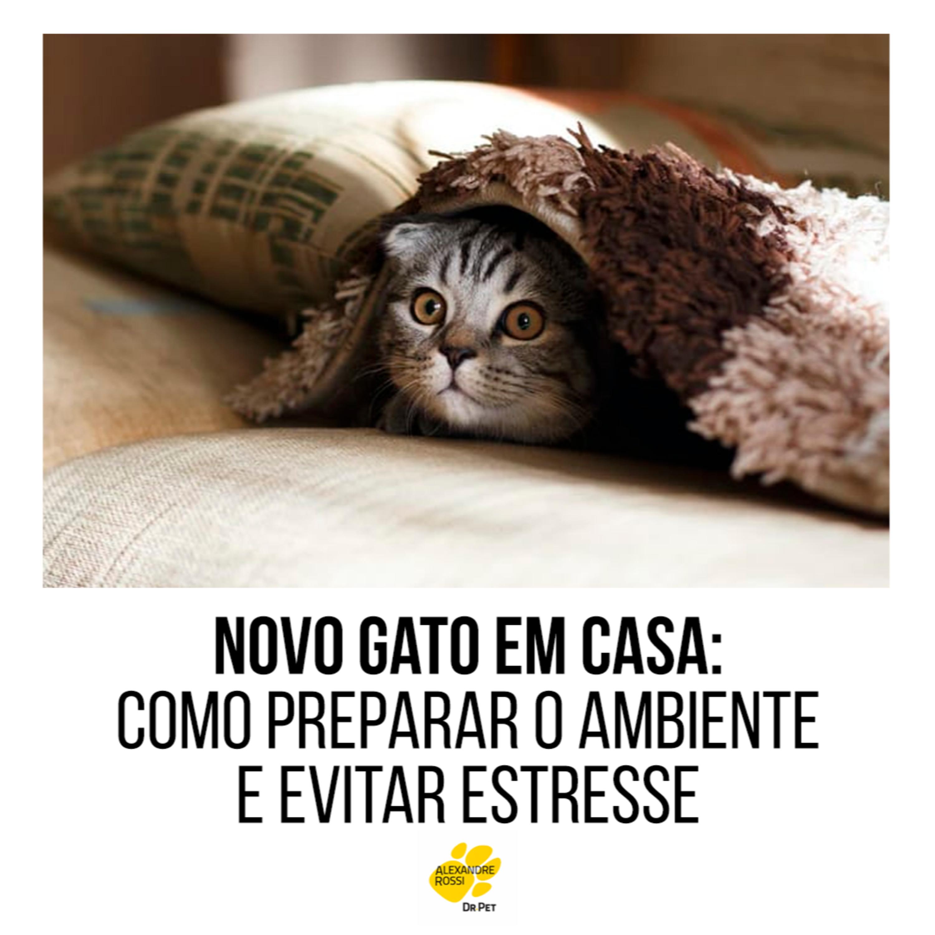 EP 201: Novo gato em casa: como preparar o ambiente e evitar estresse episode artwork