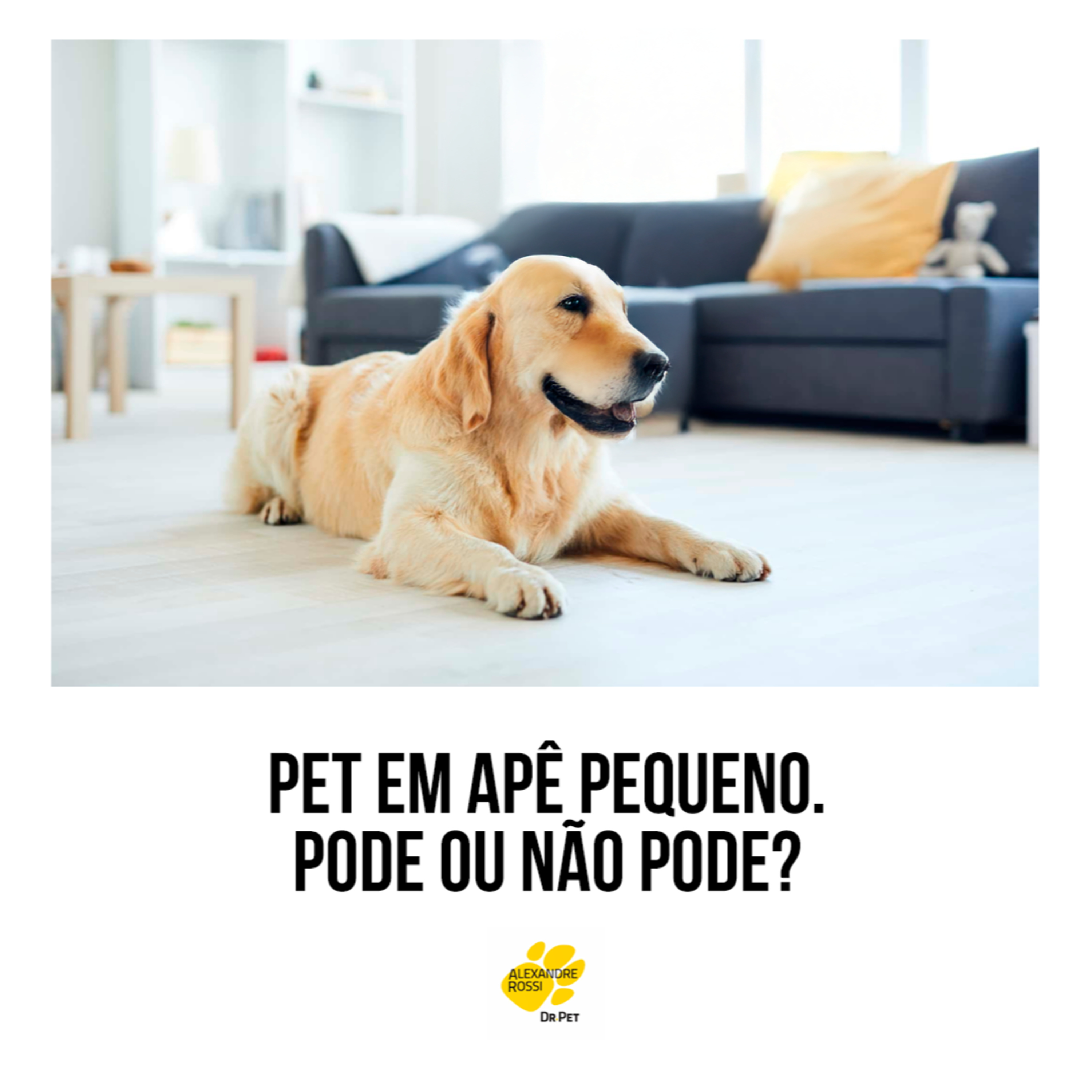 EP 203: Pet em apê pequeno. Pode ou não pode? episode artwork