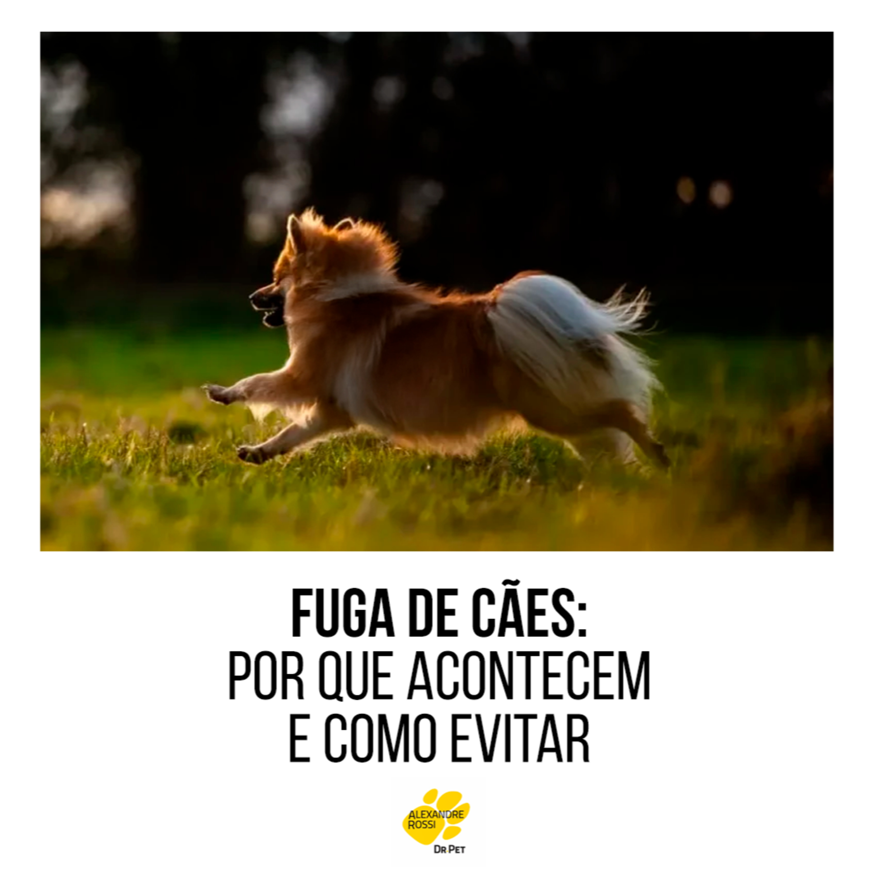 EP 204: Fuga de cães: por que acontecem e como evitar episode artwork