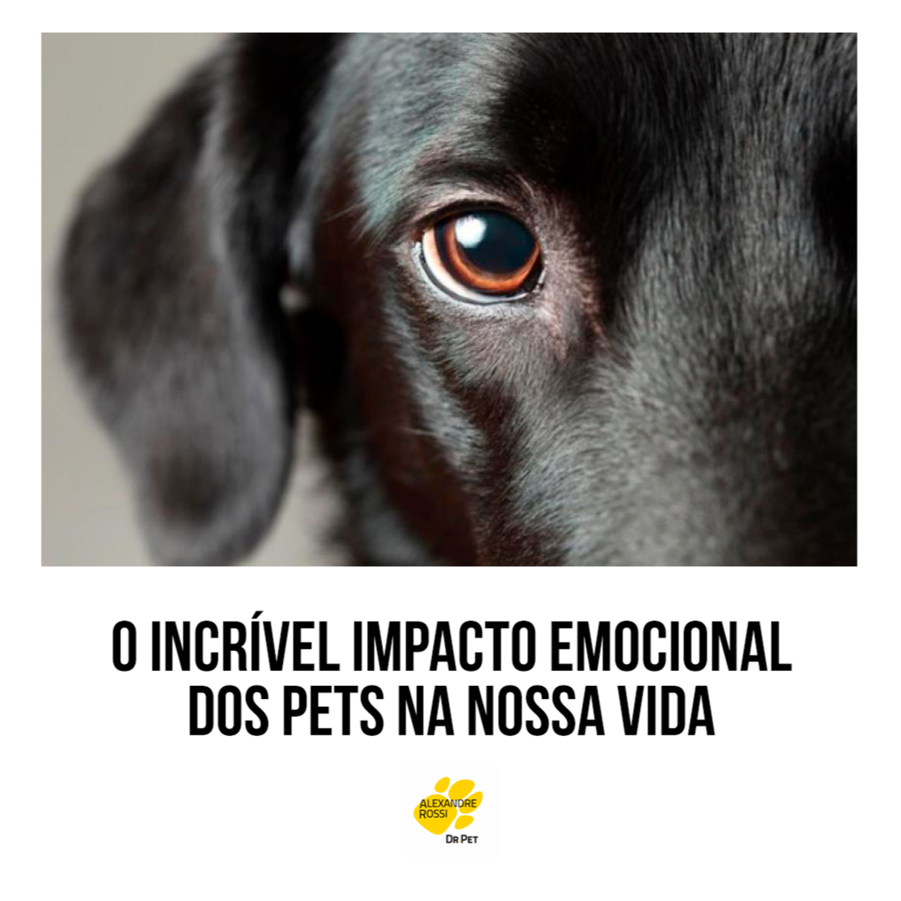 EP 205: O incrível impacto emocional dos pets na nossa vida episode artwork