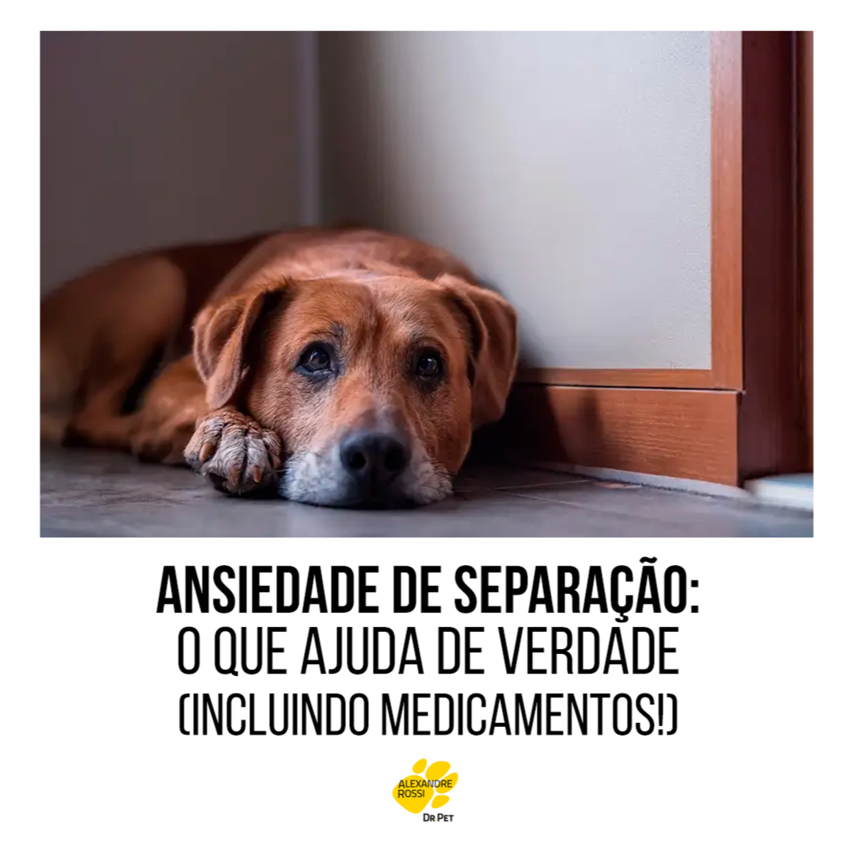 EP 206: Ansiedade de separação: o que ajuda de verdade (incluindo medicamentos!) episode artwork