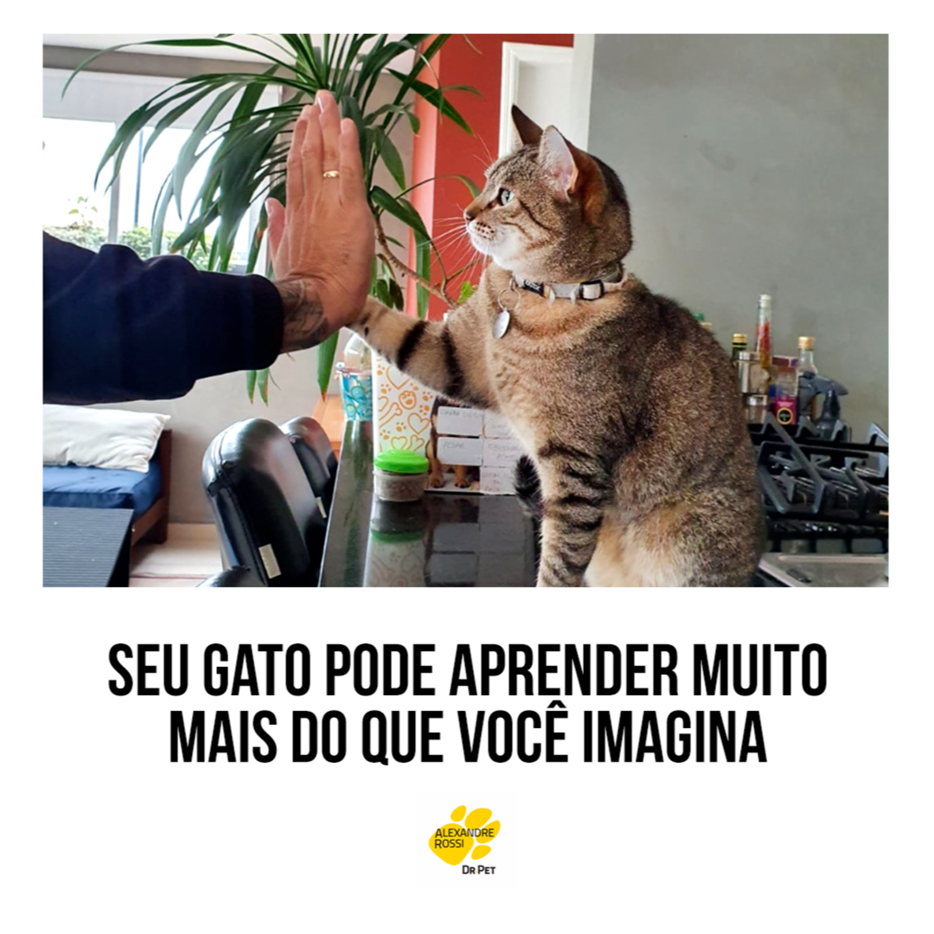EP 207: Seu gato pode aprender muito mais do que você imagina episode artwork