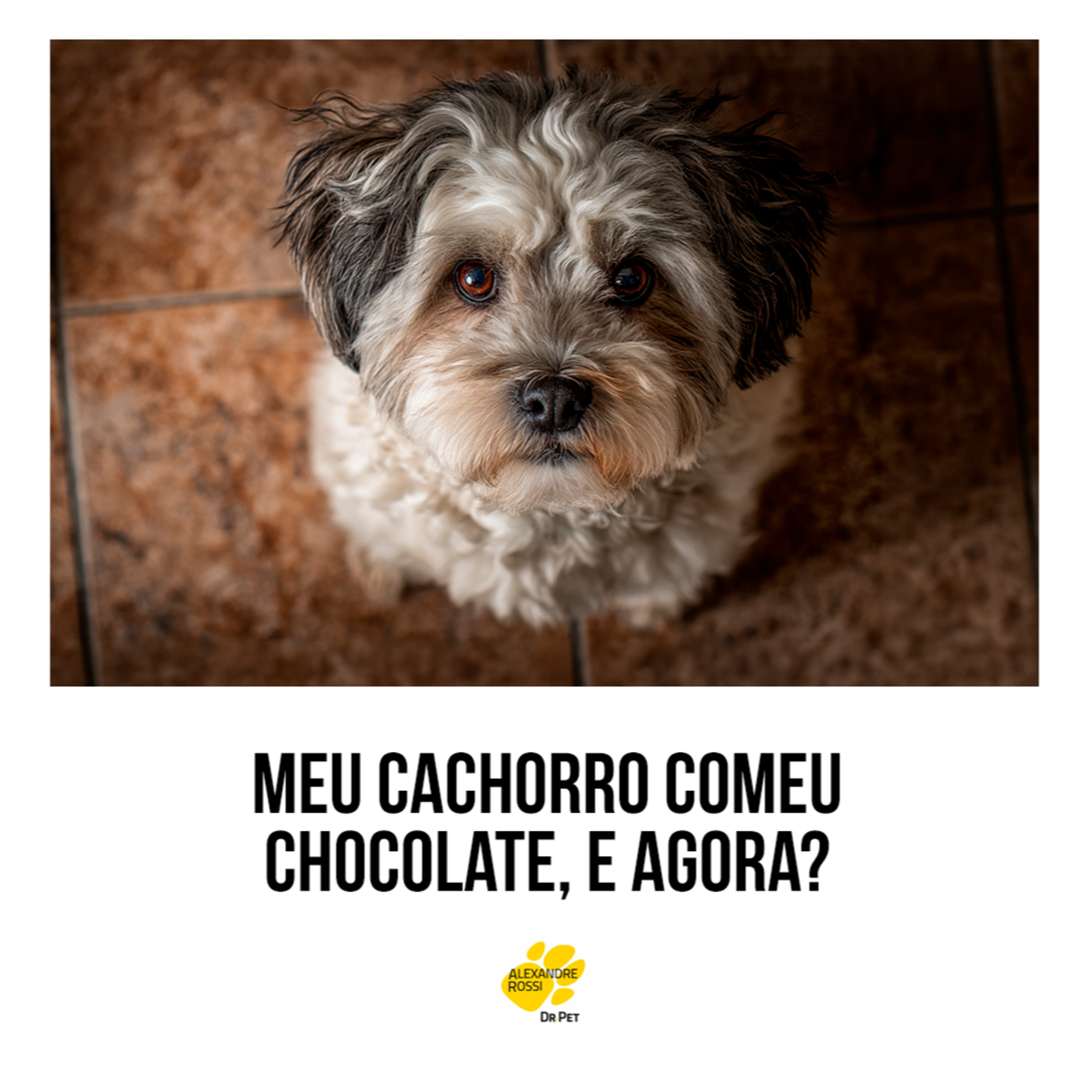 EP 210: Meu cachorro comeu chocolate, e agora? episode artwork