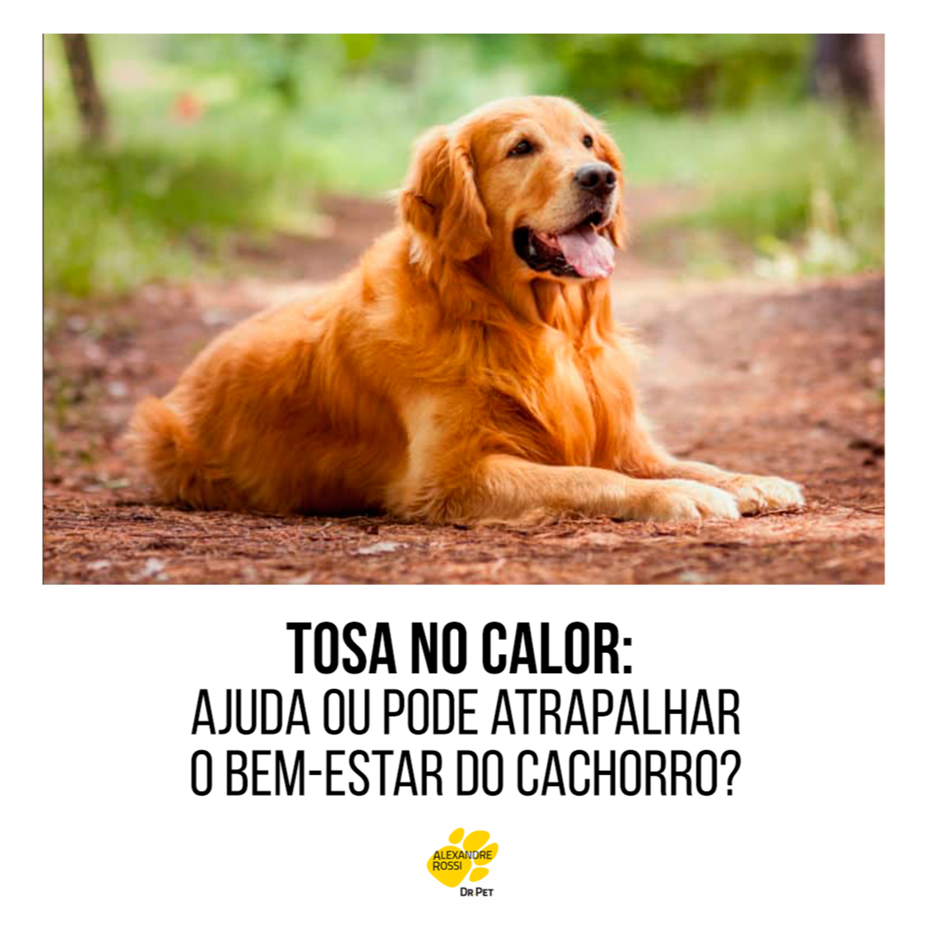EP 211: Tosa no calor: ajuda ou pode atrapalhar o bem-estar do cachorro? episode artwork