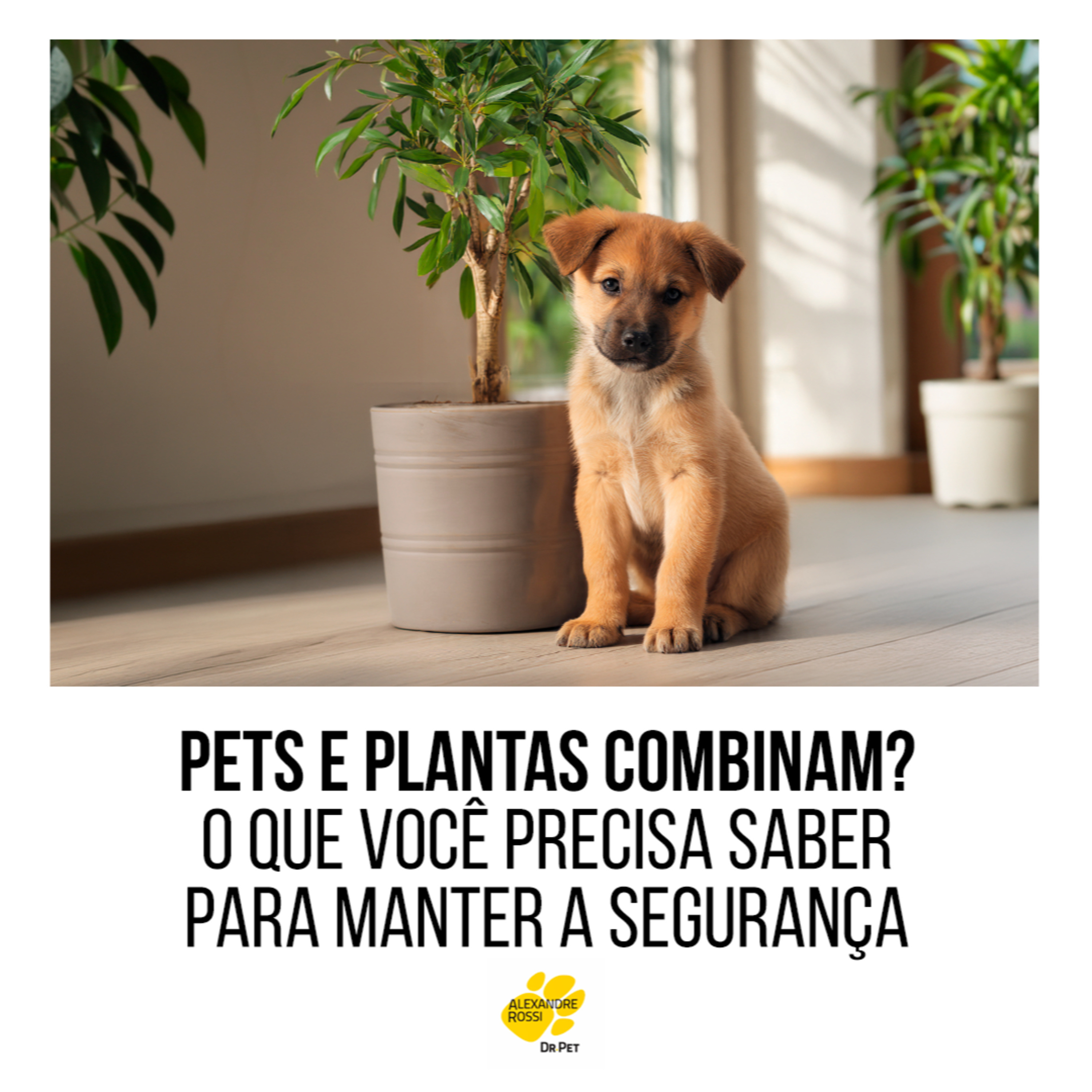 EP 219: Pets e plantas combinam? O que você precisa saber para manter a segurança episode artwork