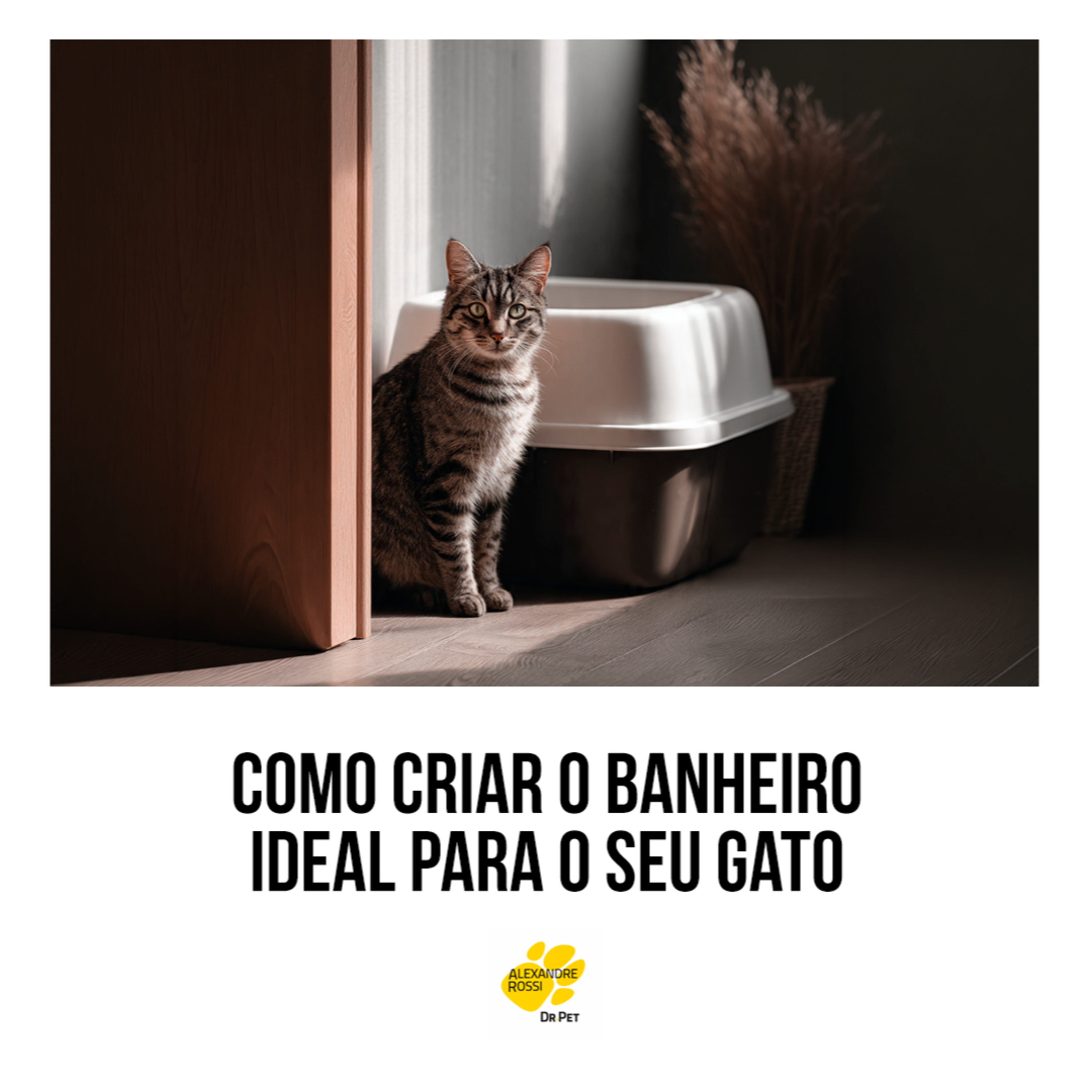 EP 220: Como criar o banheiro ideal para o seu gato  episode artwork