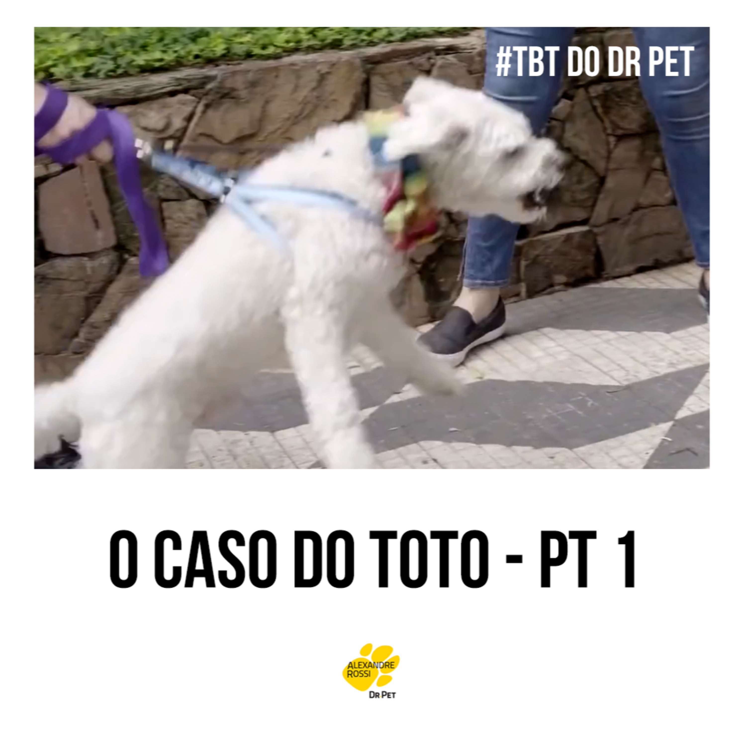 EP 225: #TBT do Dr Pet - O caso da Toto - pt 1 episode artwork
