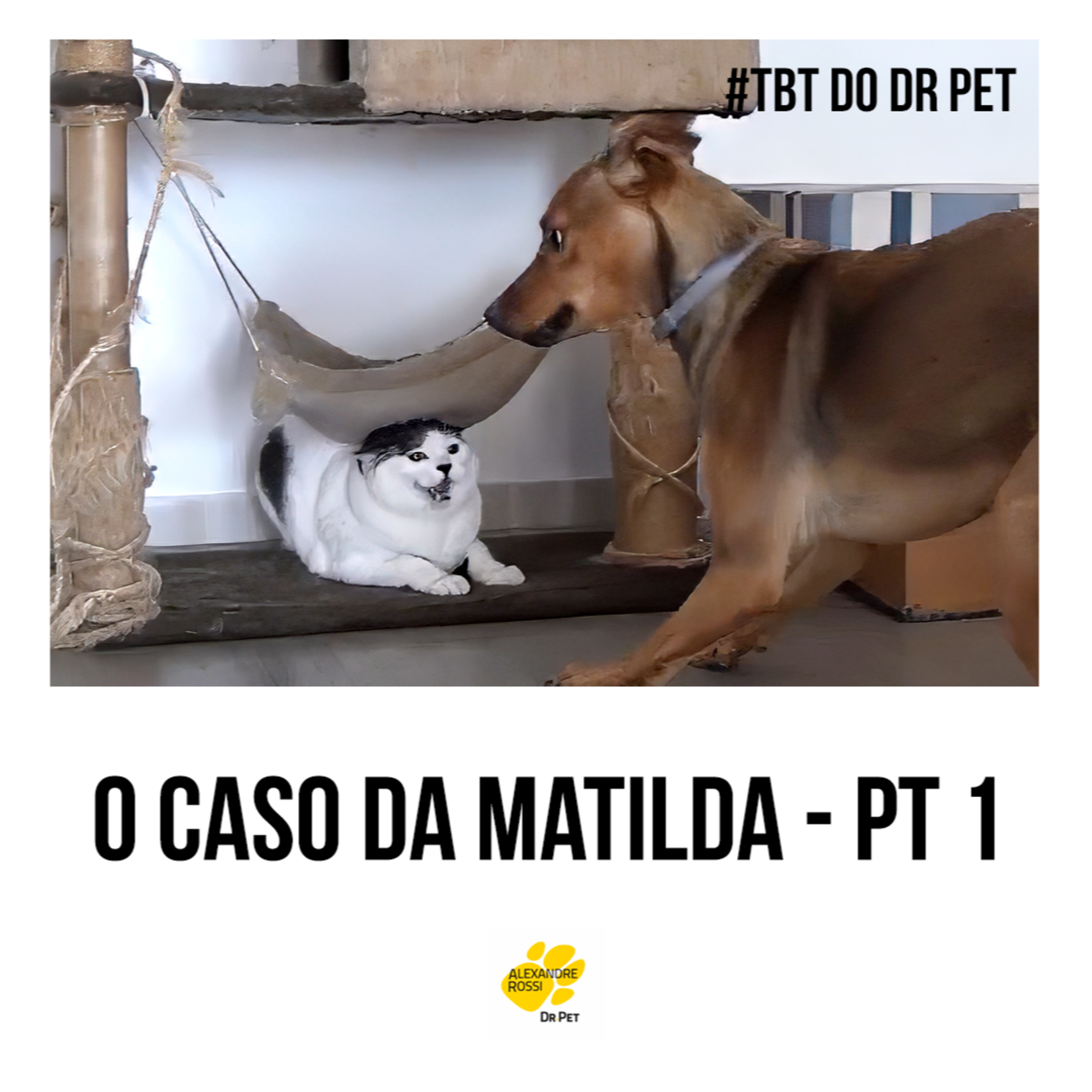 EP 227: #TBT do Dr Pet - O caso da Matilda - pt 1 episode artwork