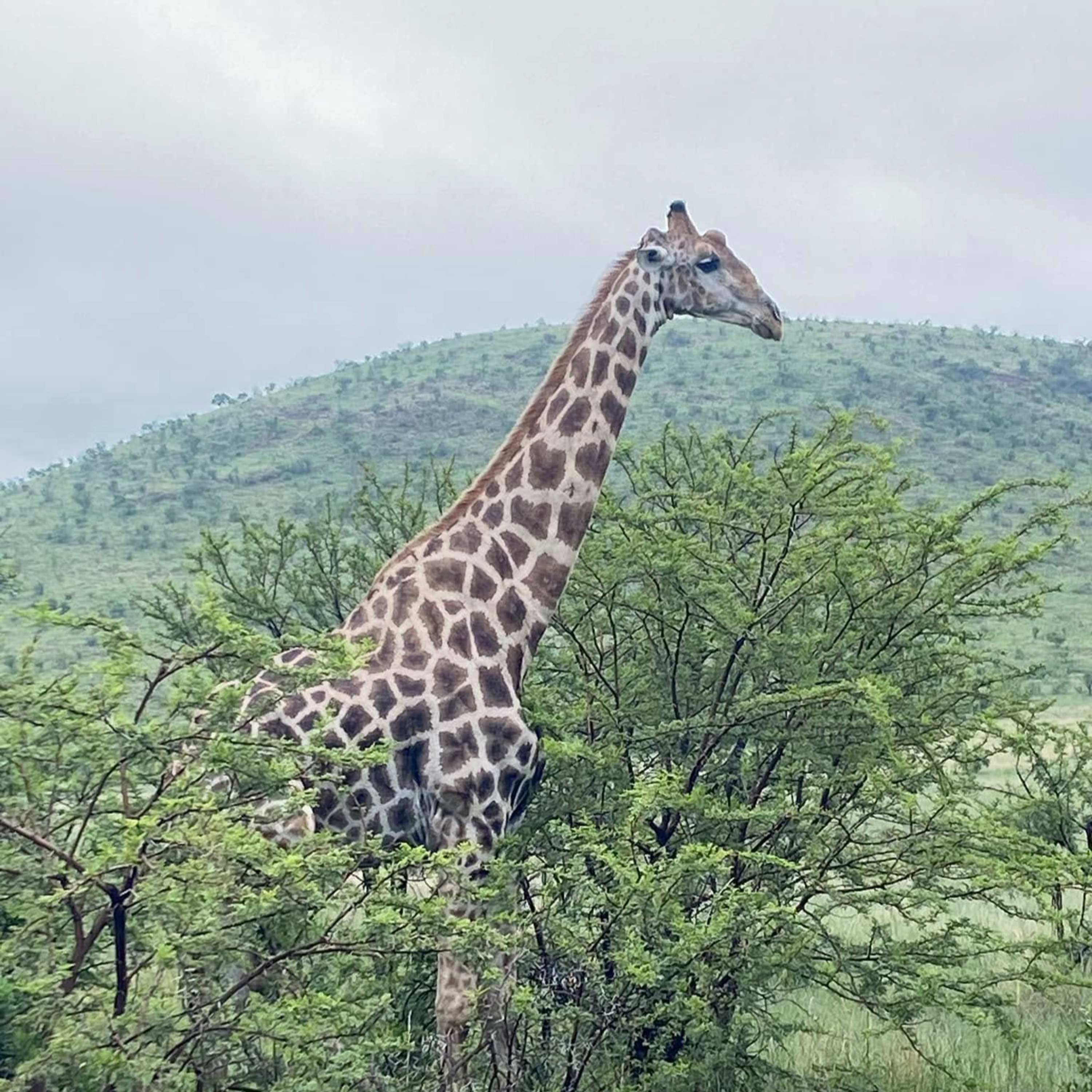 Our South African Adventure: A Report (GNG EPISODE 99) episode artwork