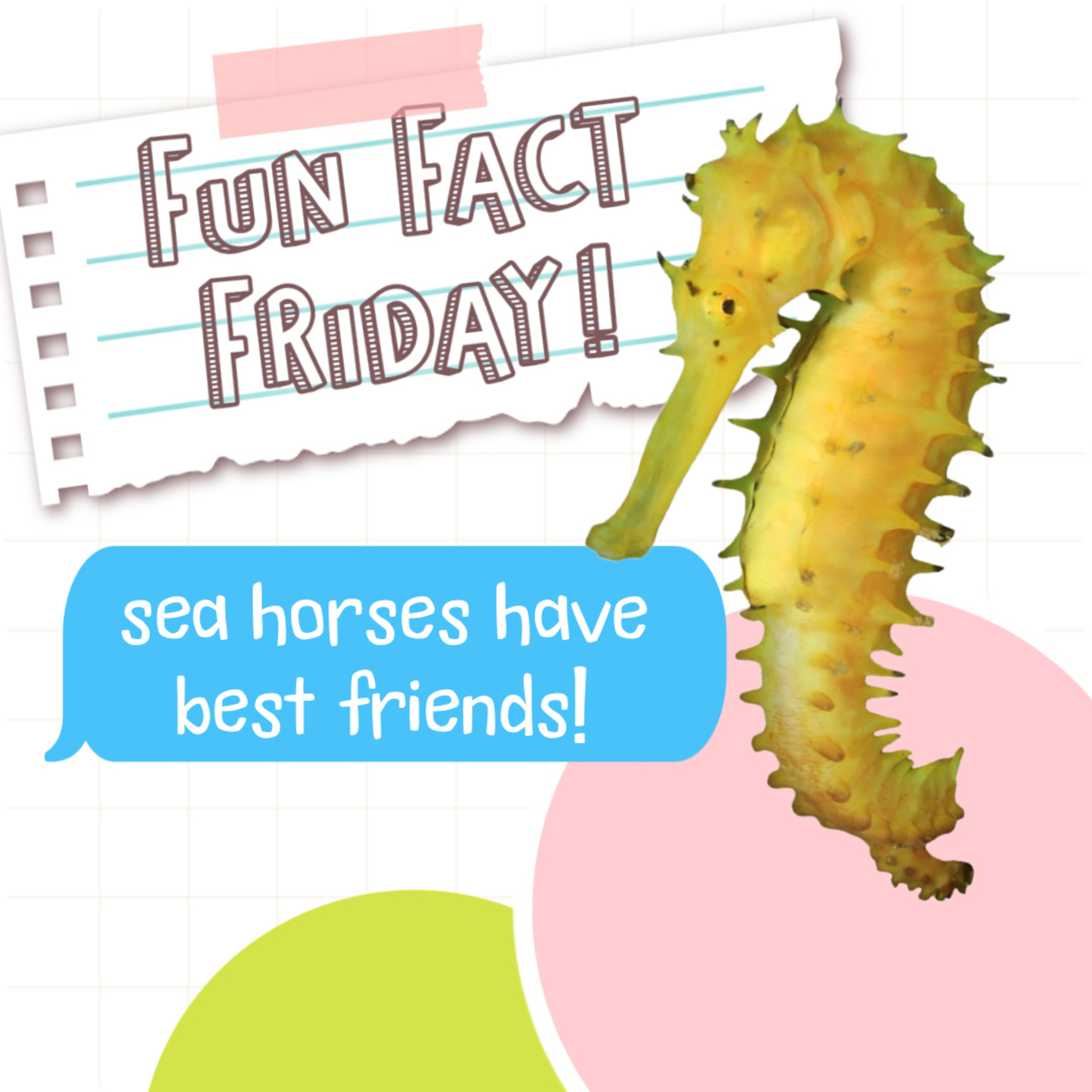 Fun Fact Friday: Sea Horses Have Besties! 