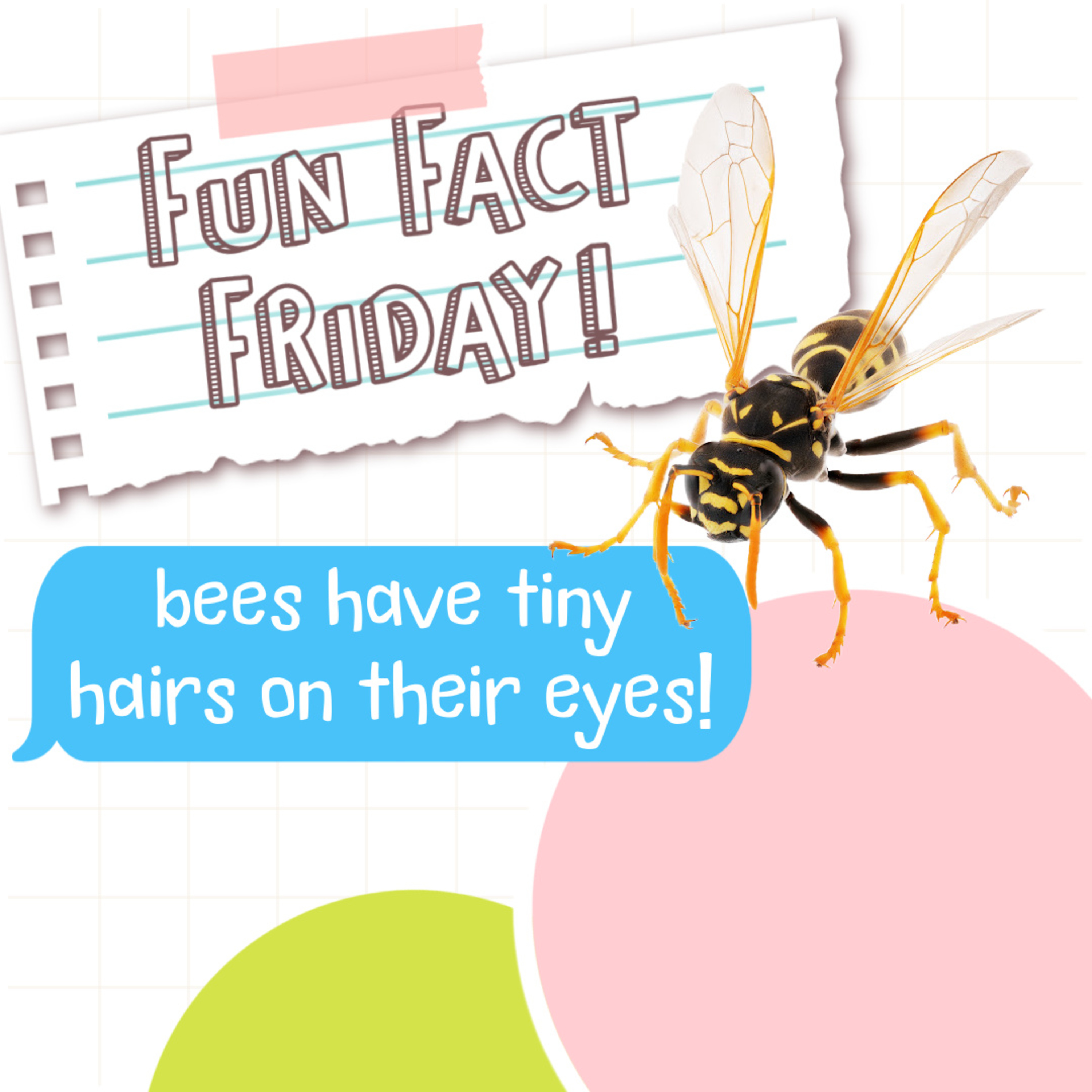 Fun Fact Friday: Bees Have Tiny Hairs on Their Eyes That Help Them See!