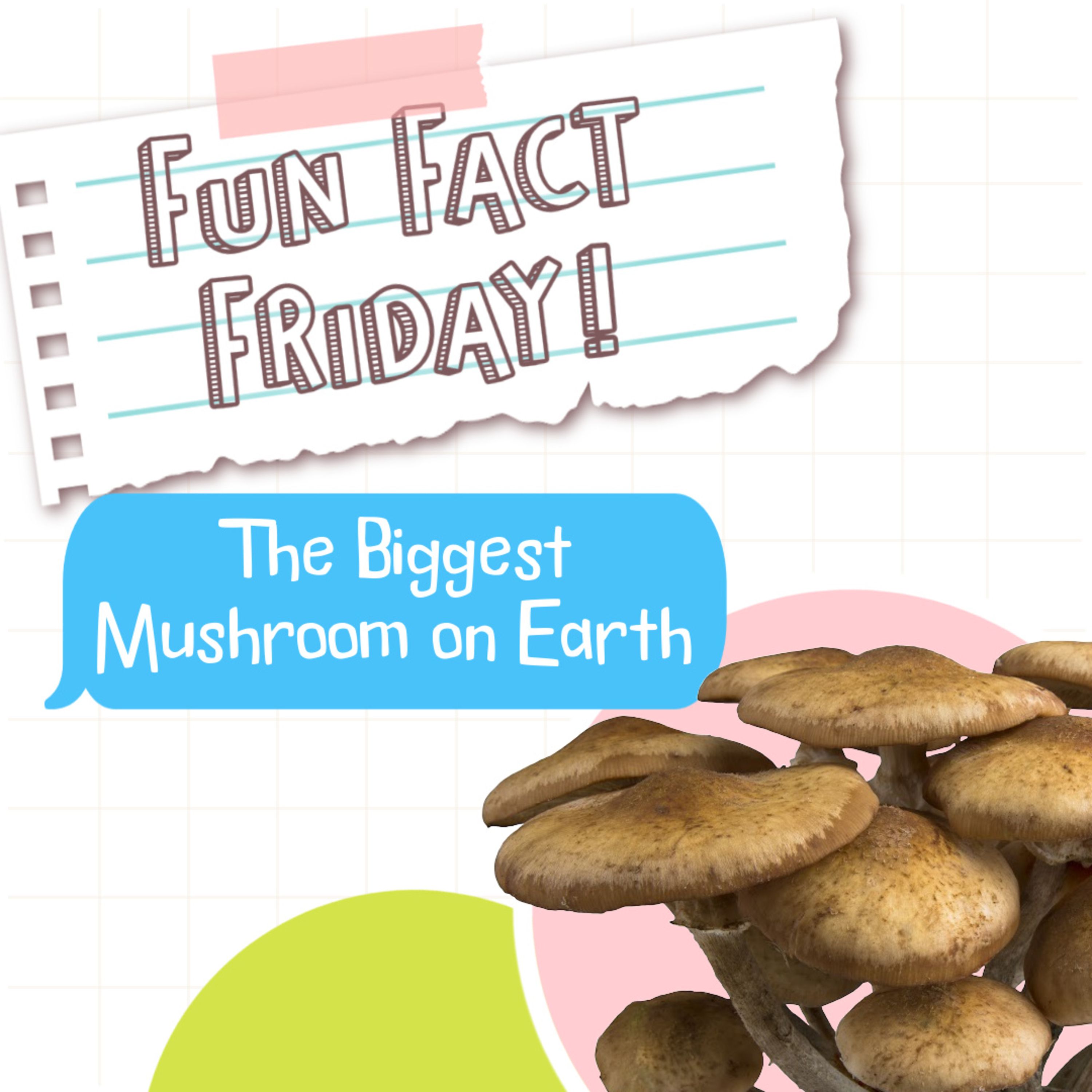 Fun Fact Friday: The Biggest Mushroom on Earth episode artwork