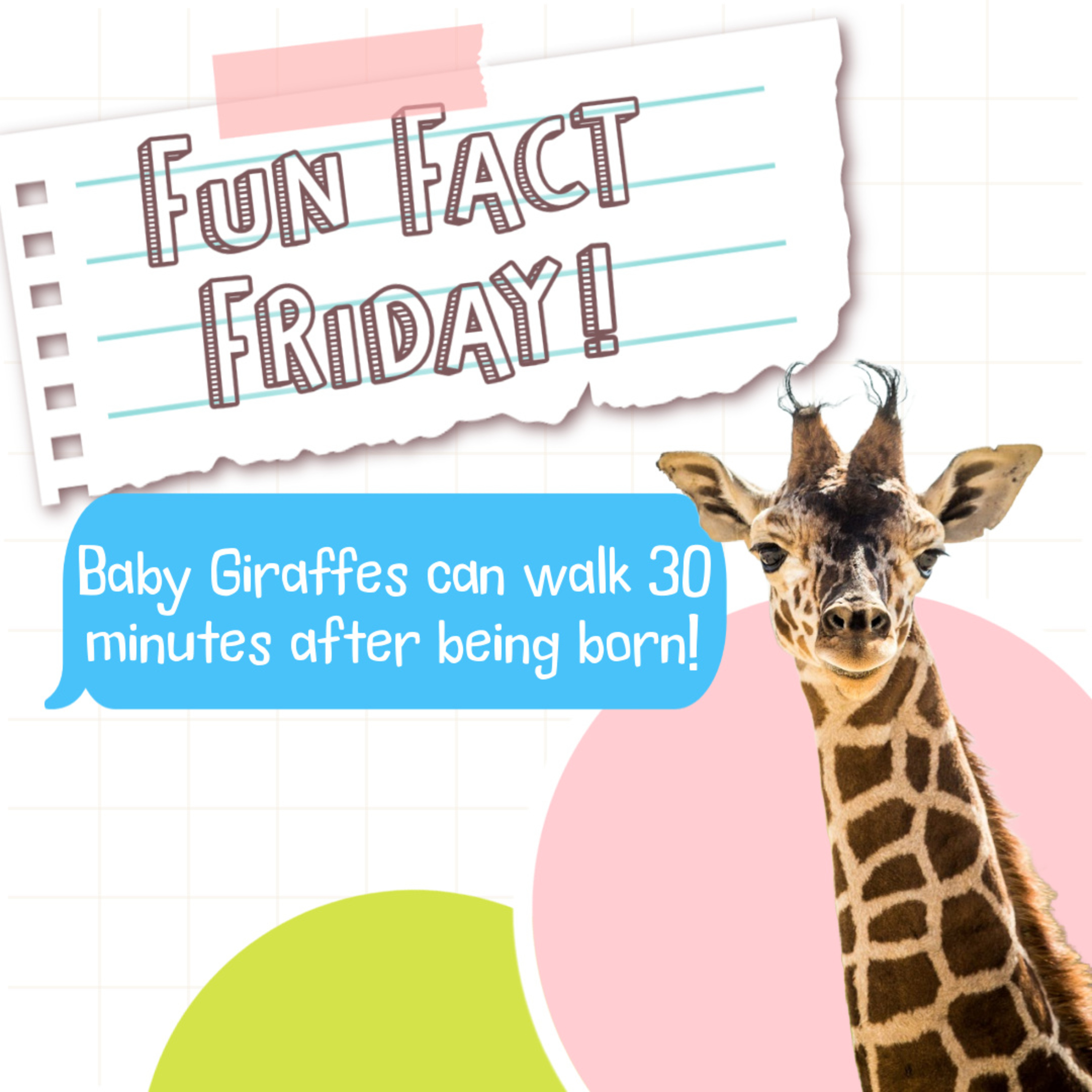 Fun Fact Friday: Baby Giraffes Can Walk 30 Minutes After Being Born!