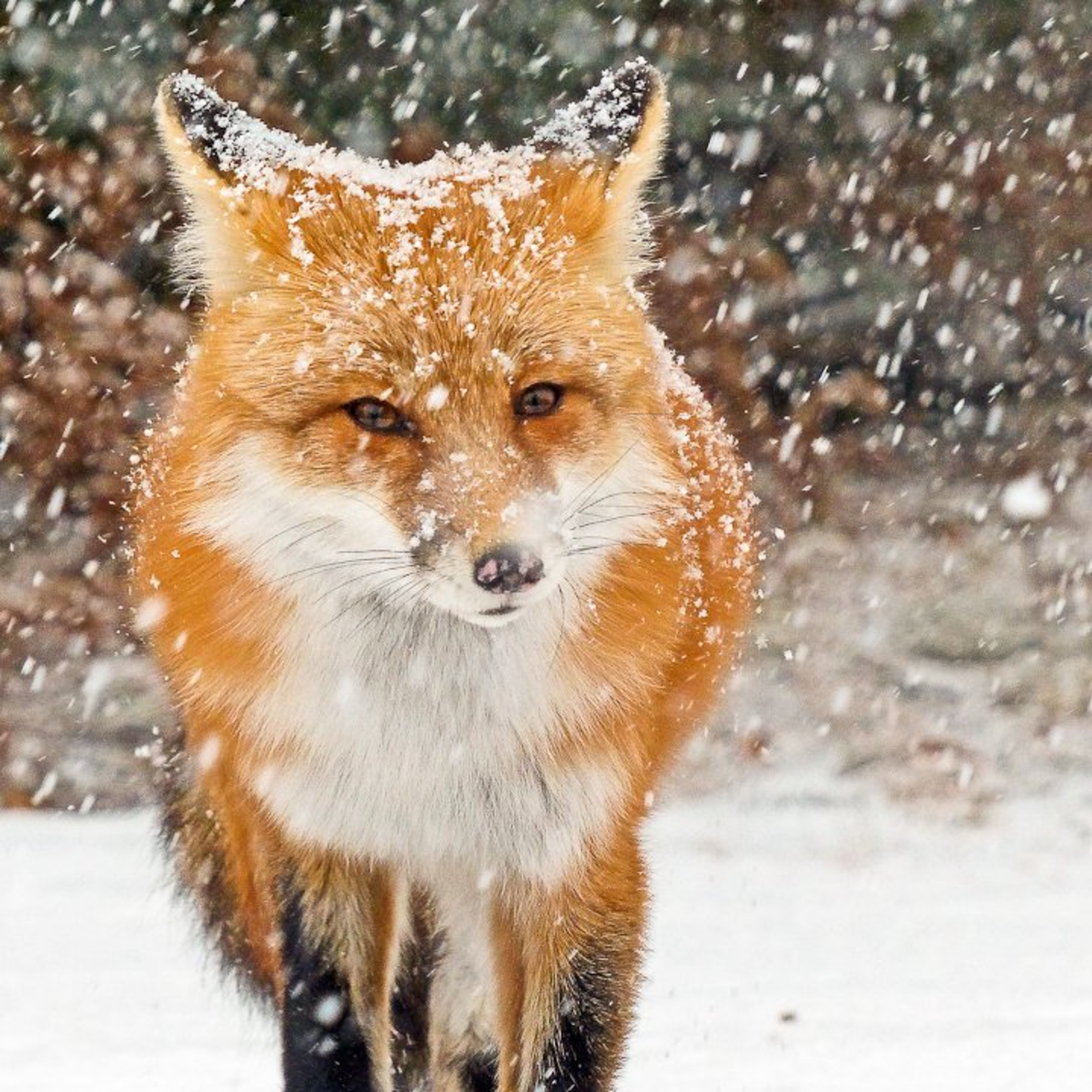 Foxy Means Sly and Calculating ... Sometimes episode artwork