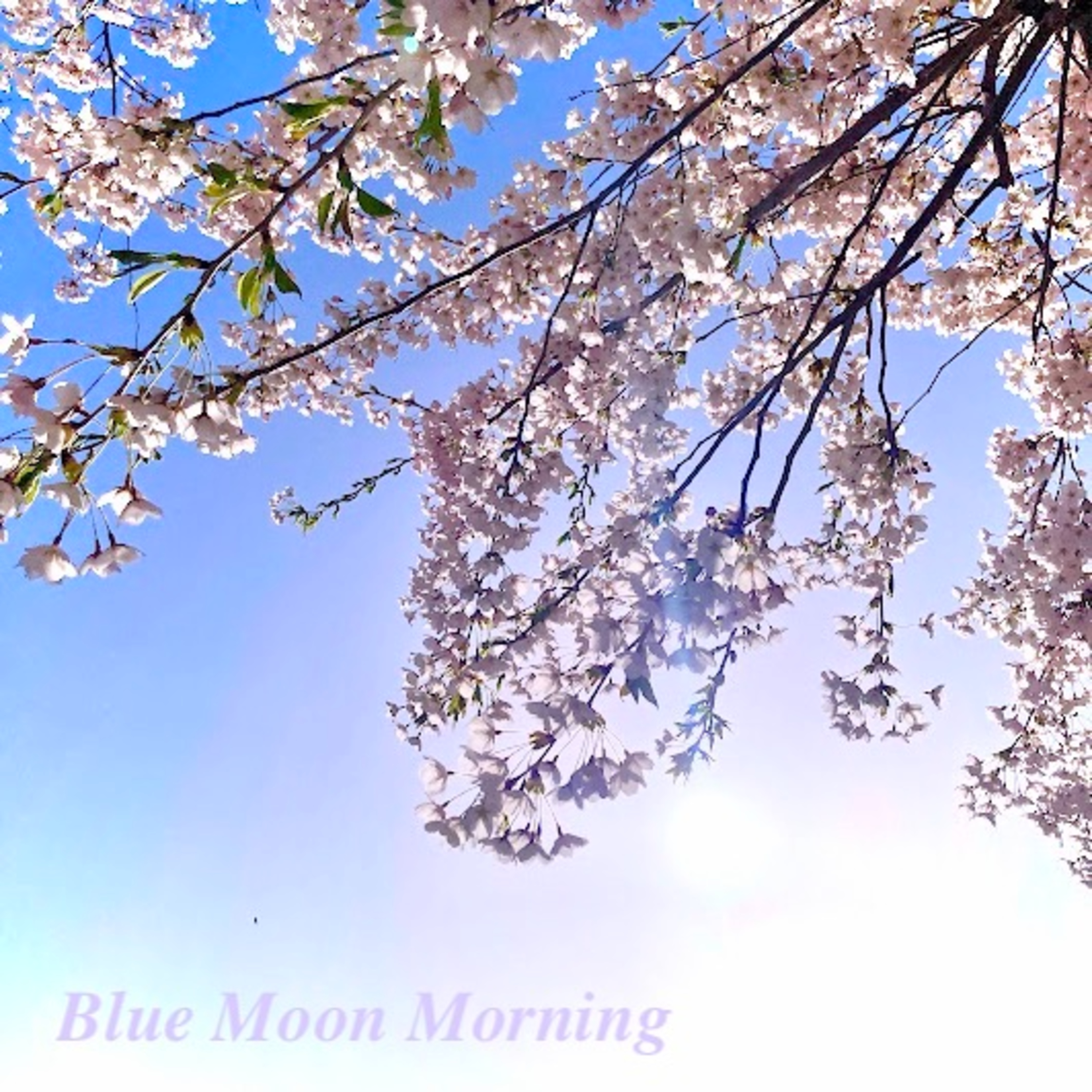 ”"Blue Moon Morning #27…”Sakura Saku, blooming…春咲く咲く、桜の季（とき）。” episode artwork