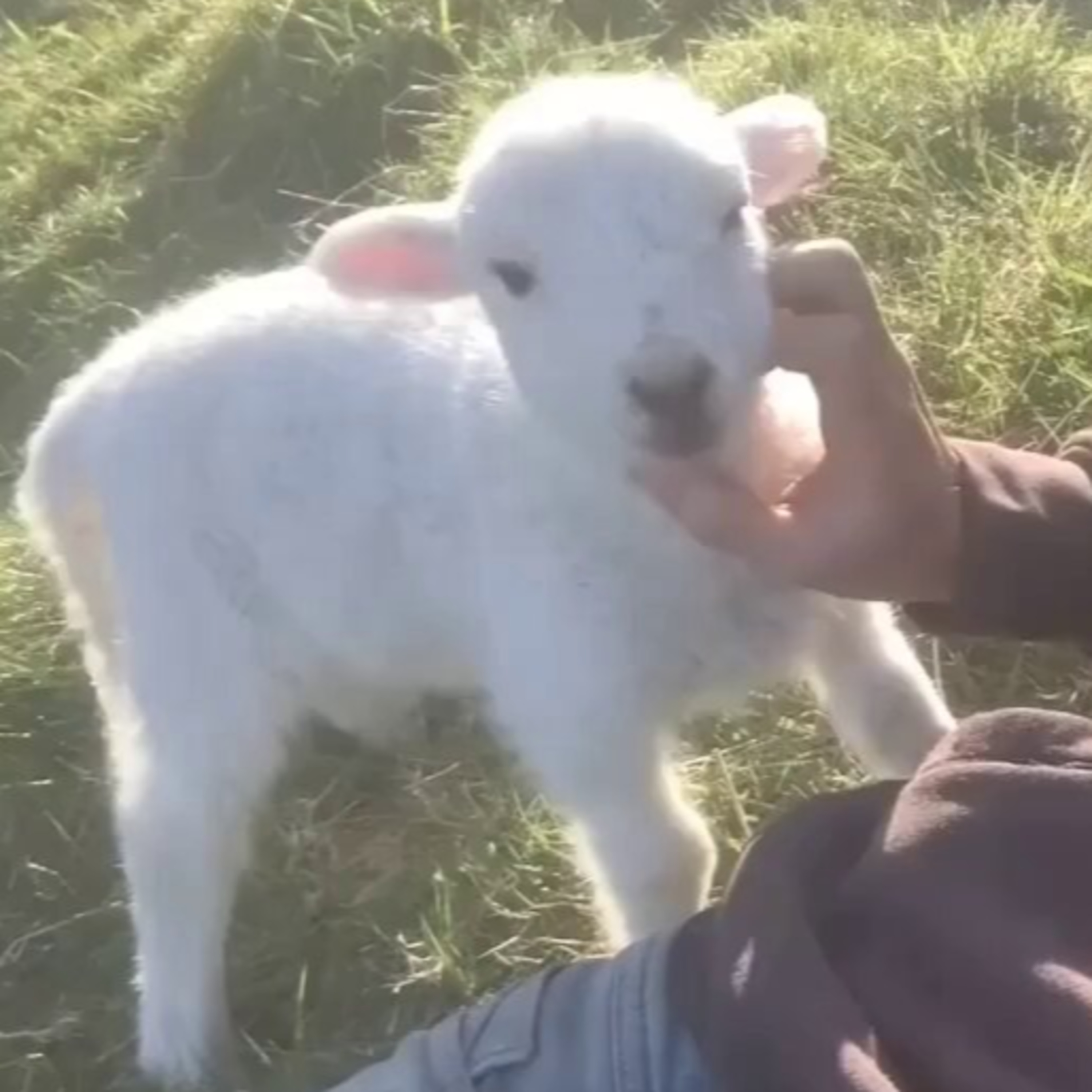 My Baby Lamb episode artwork