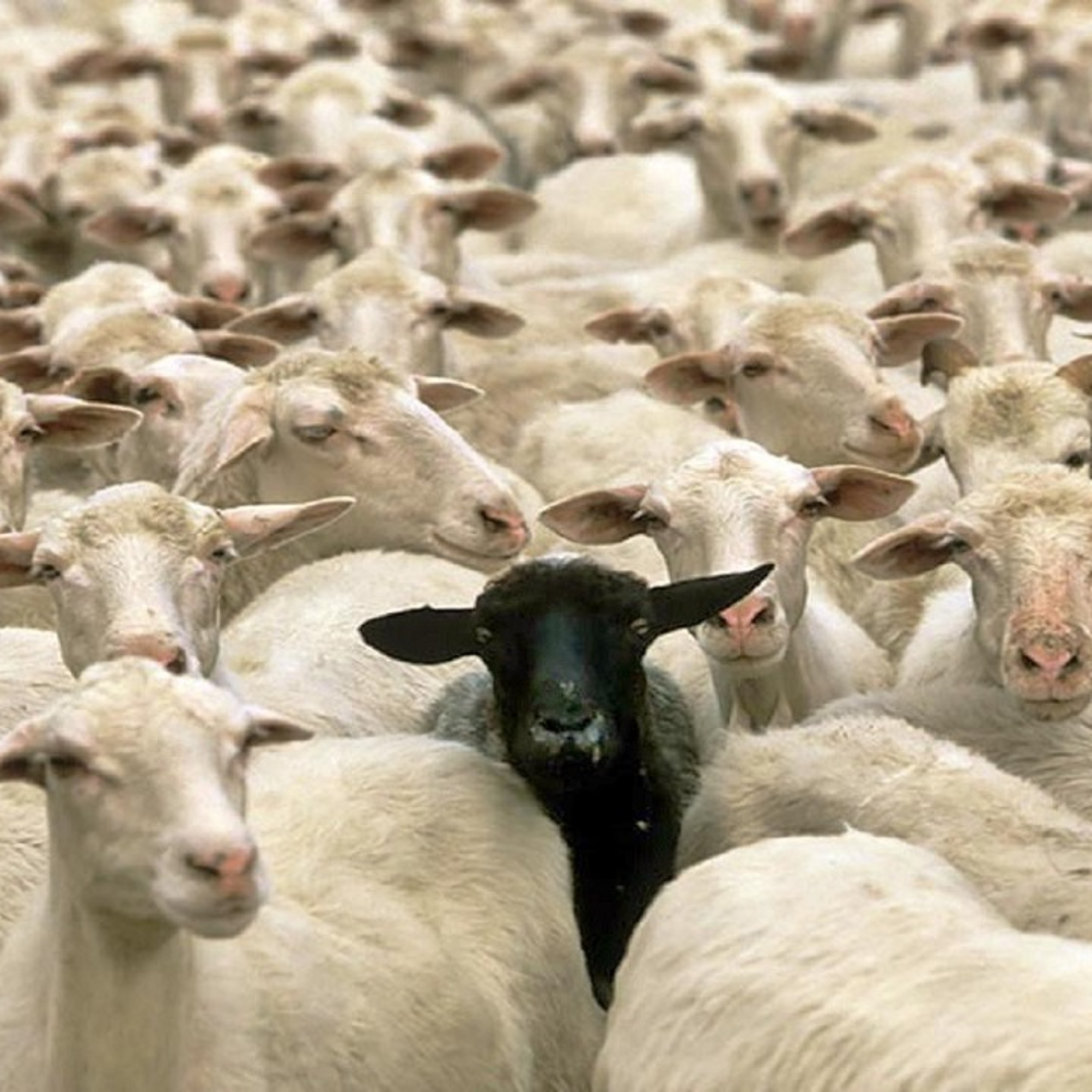AI Therapy, Parenting, Black Sheep of Christianity, Friendship, Depression, Loneliness, Loss