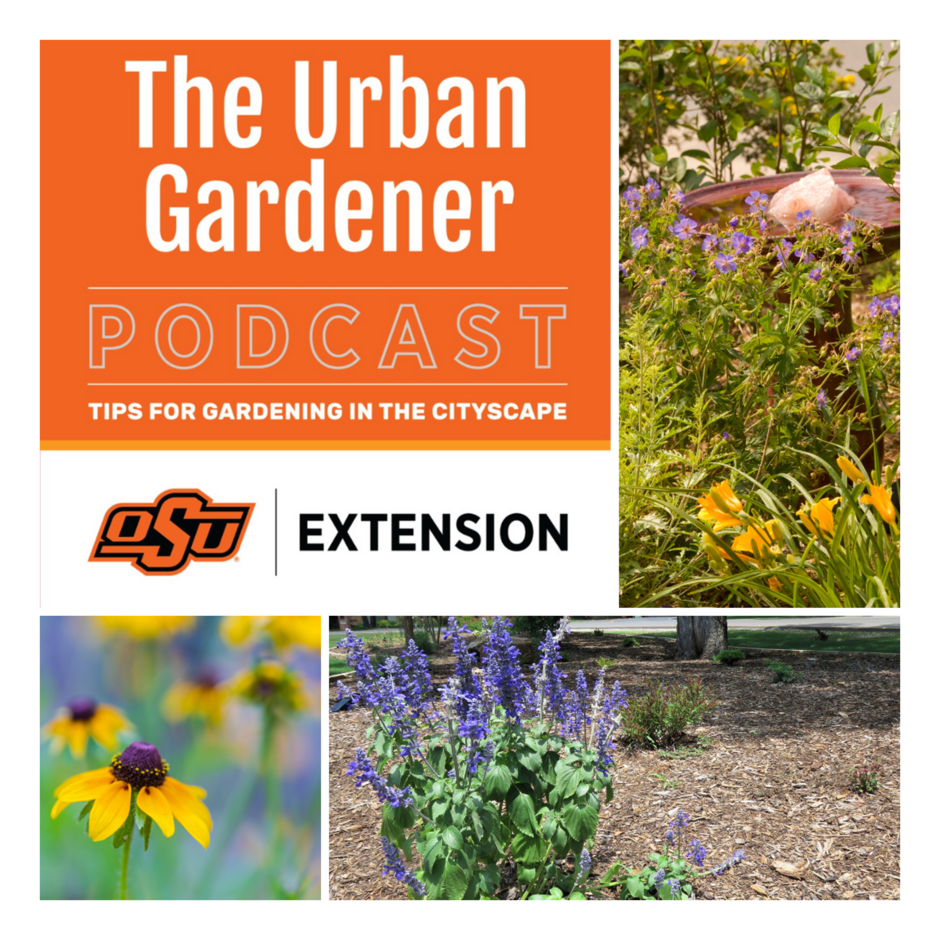 Episode 22: Water Efficient Landscaping