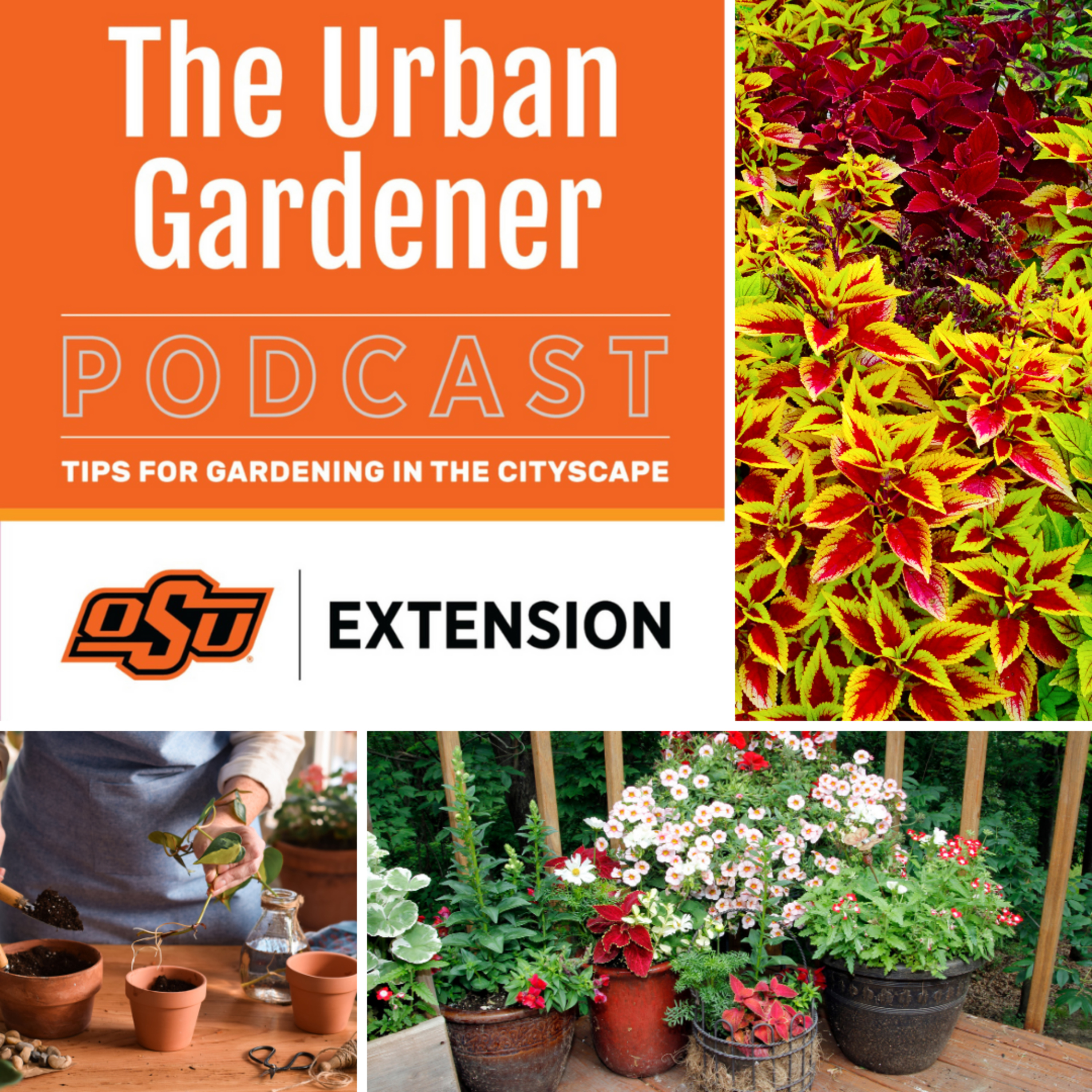 Episode 27: Propagating Annual Landscape Plants and the Transition from Summer to Fall  episode artwork