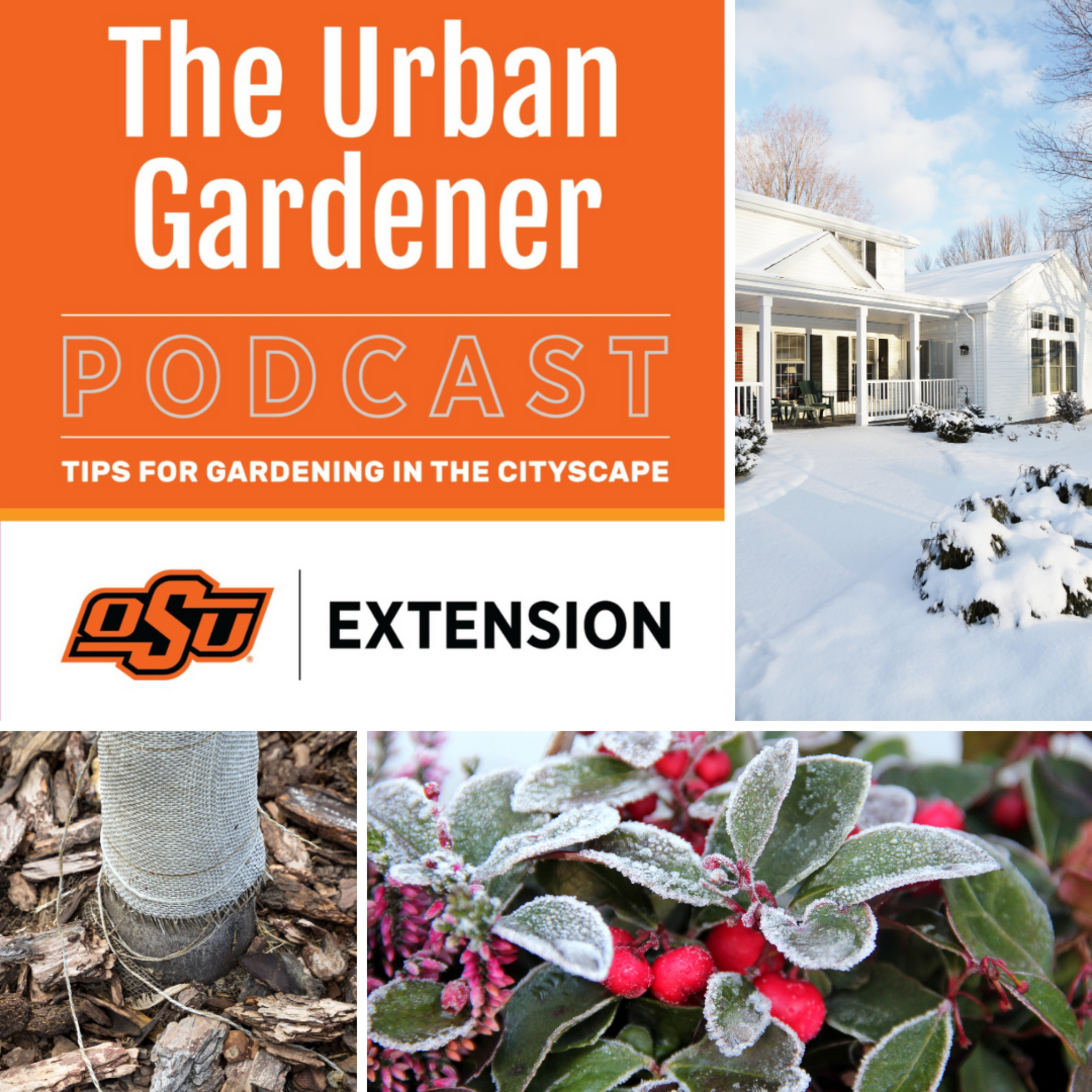 Episode 30: Winter Protection for the Landscape