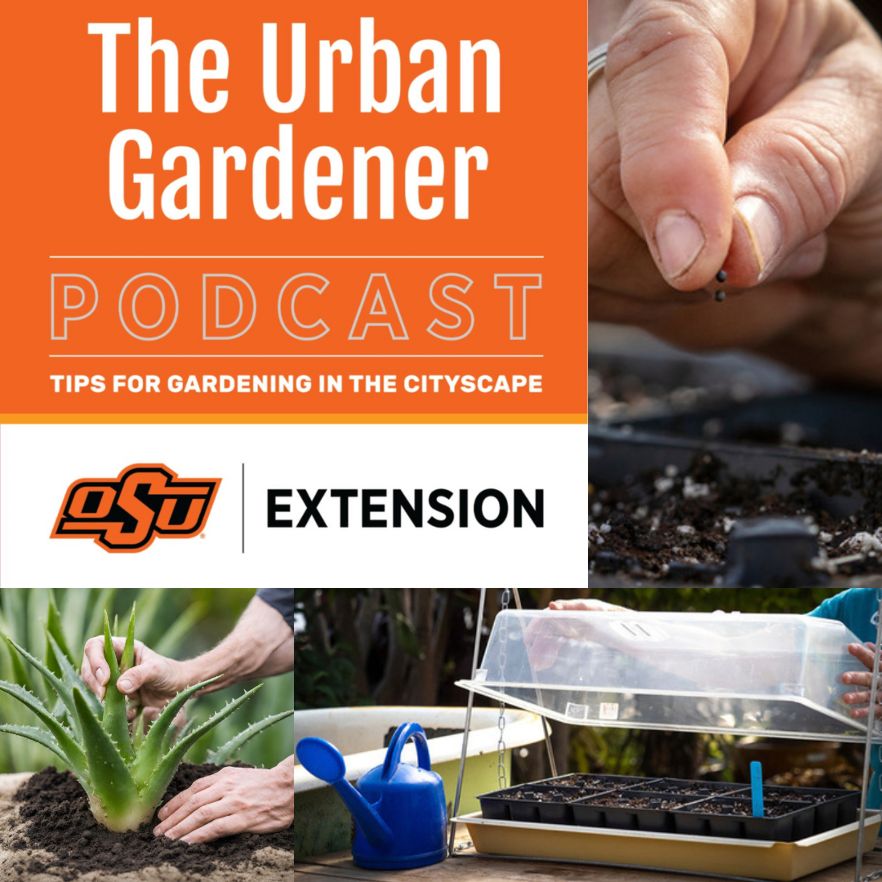 Episode 35: Transplanting vs. Direct Seed