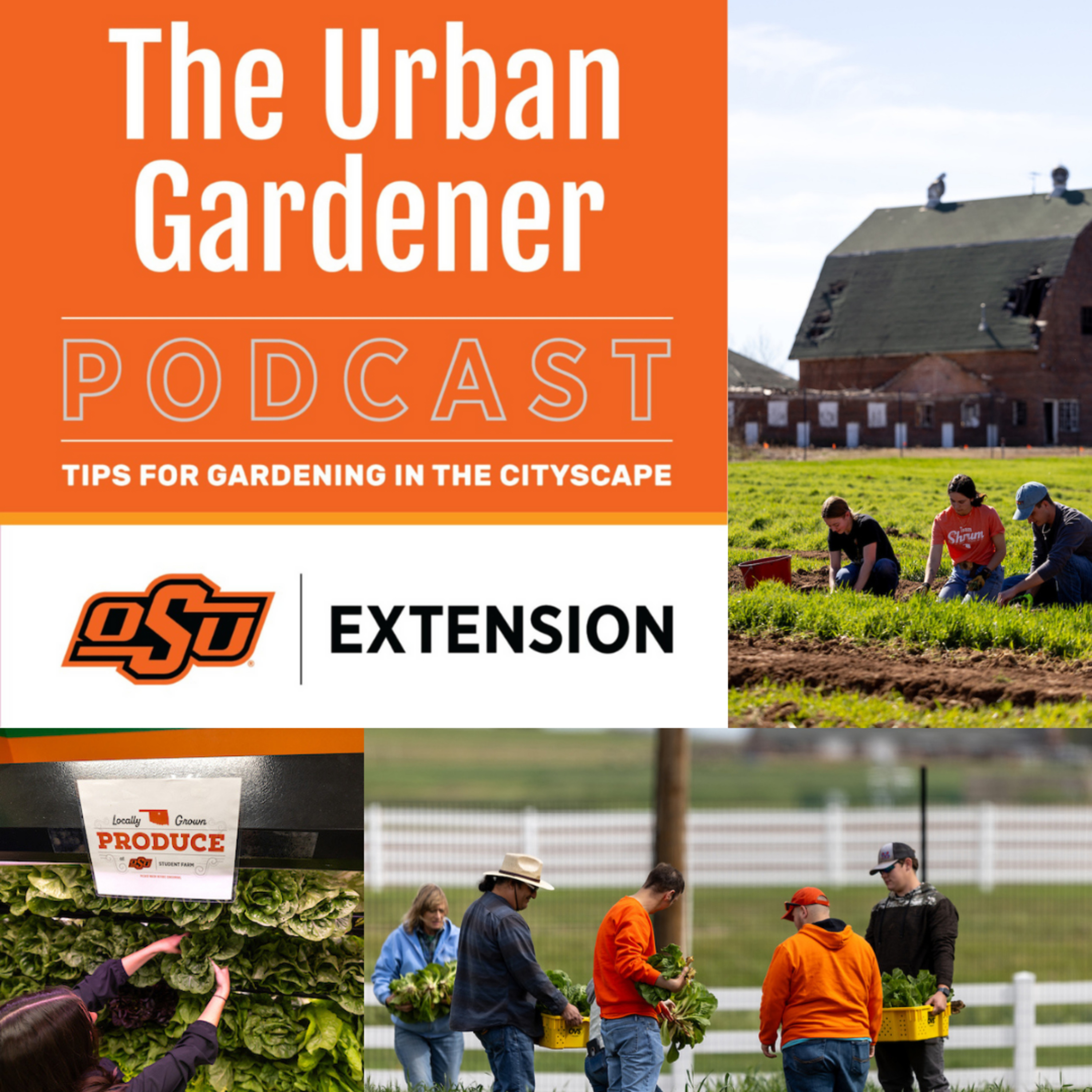 Episode 41: Cultivating Community Gardens