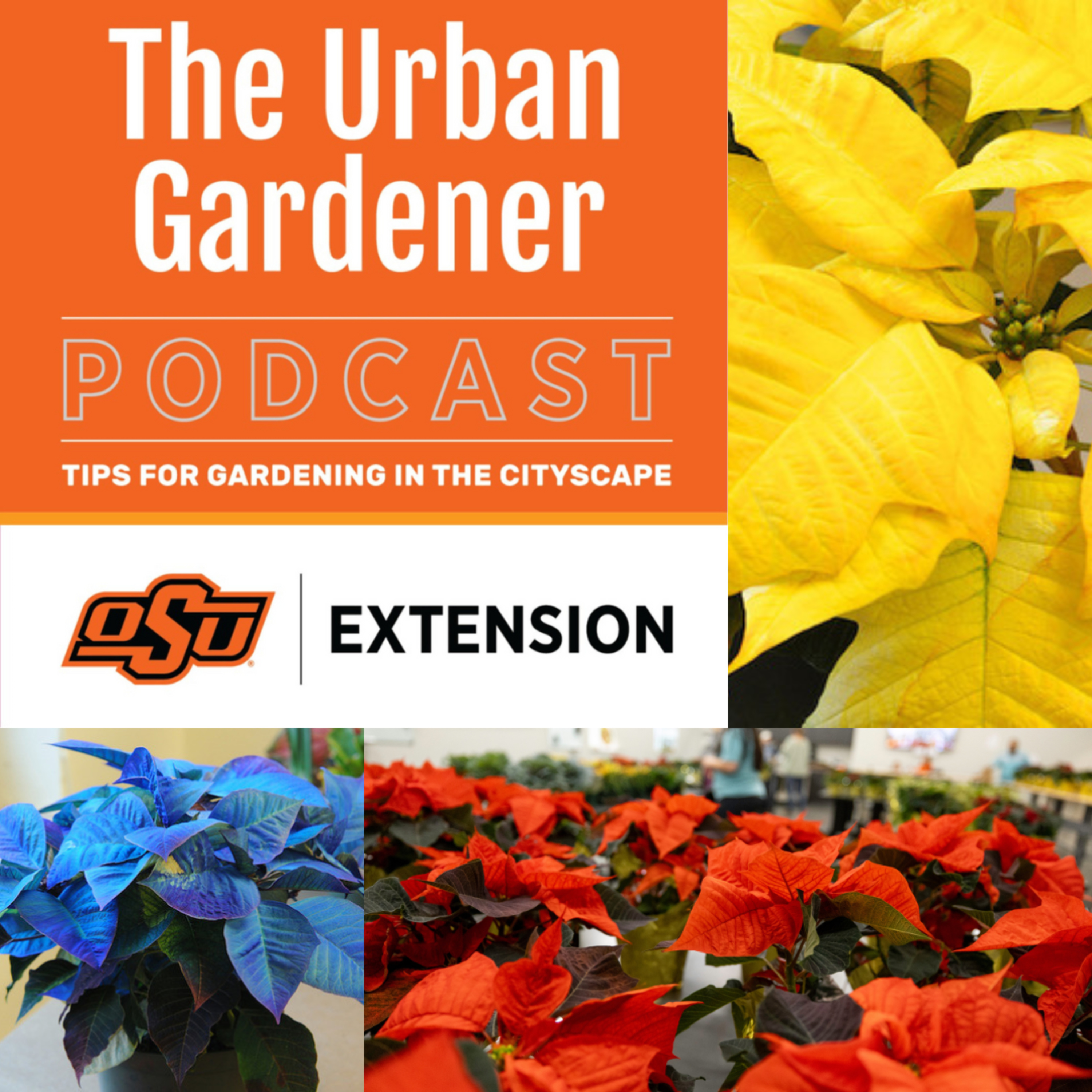 Episode 43: Unveiling Poinsettias 
