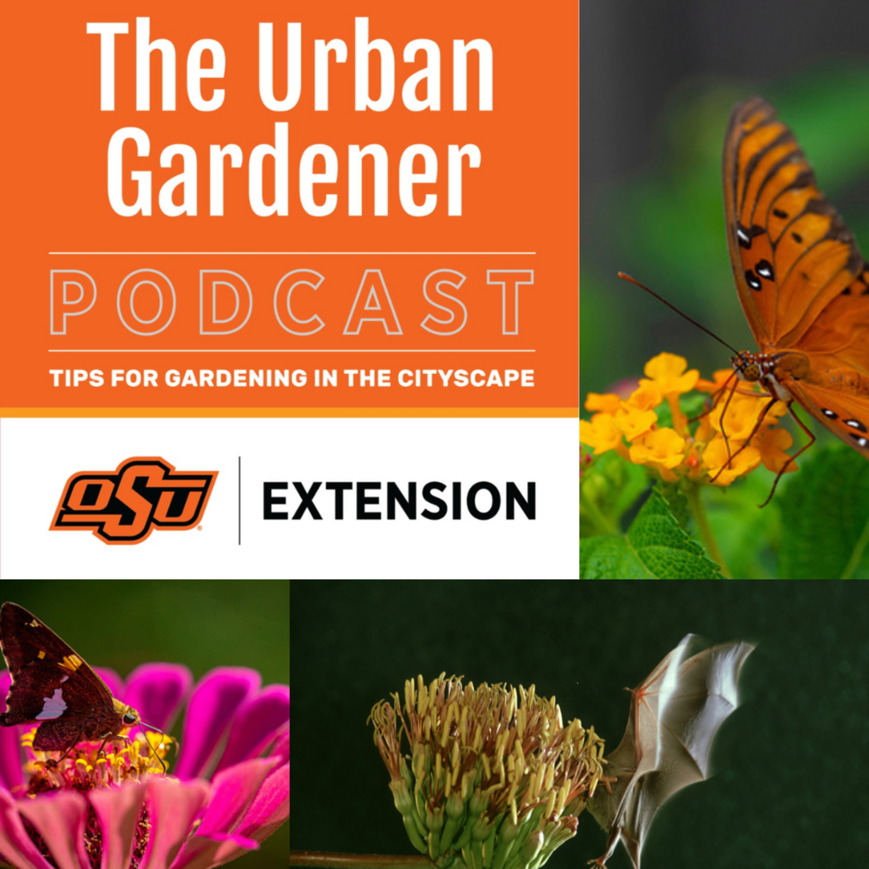 Episode 47: Red Dirt Pollinators