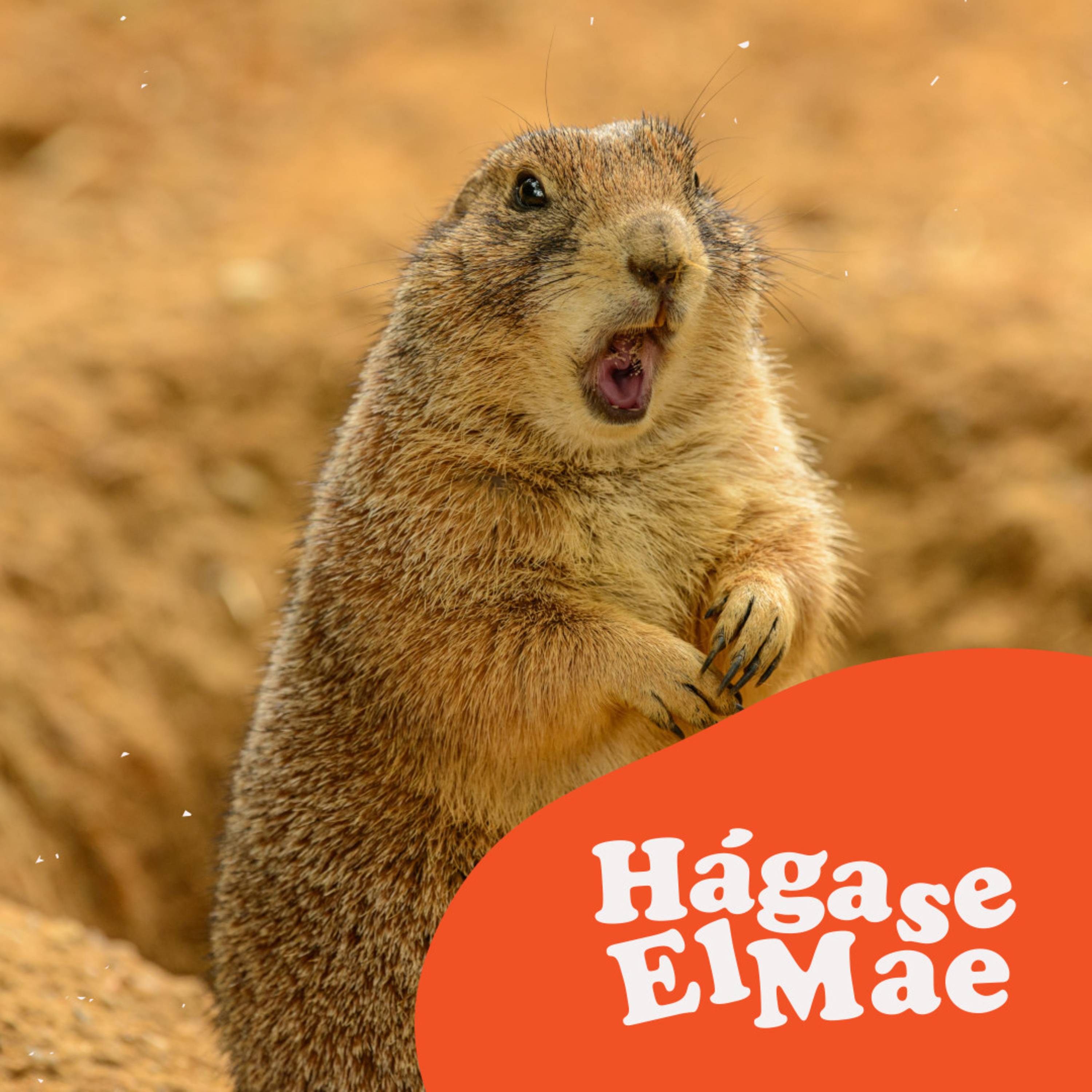 Hágase El Mae