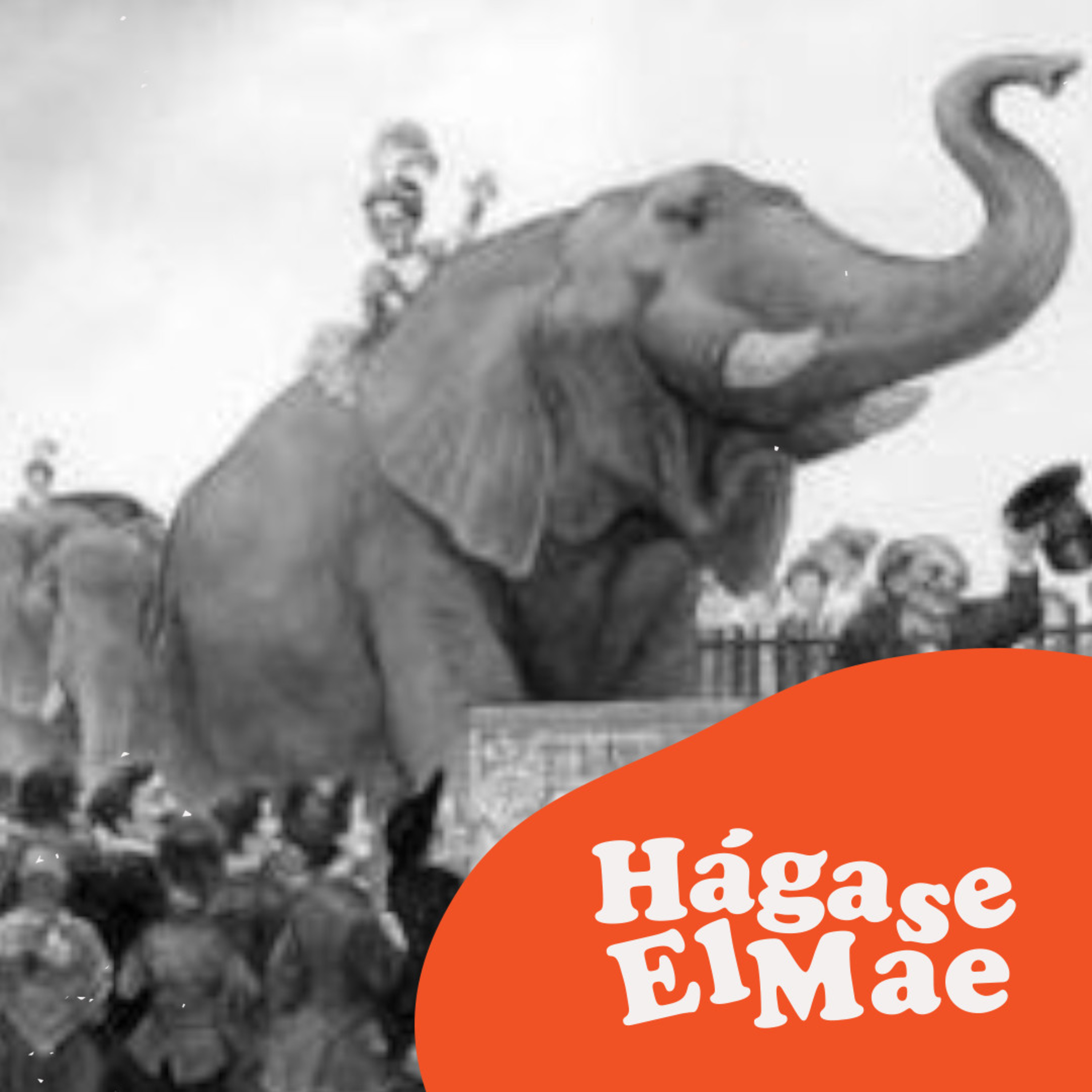 Hágase El Mae