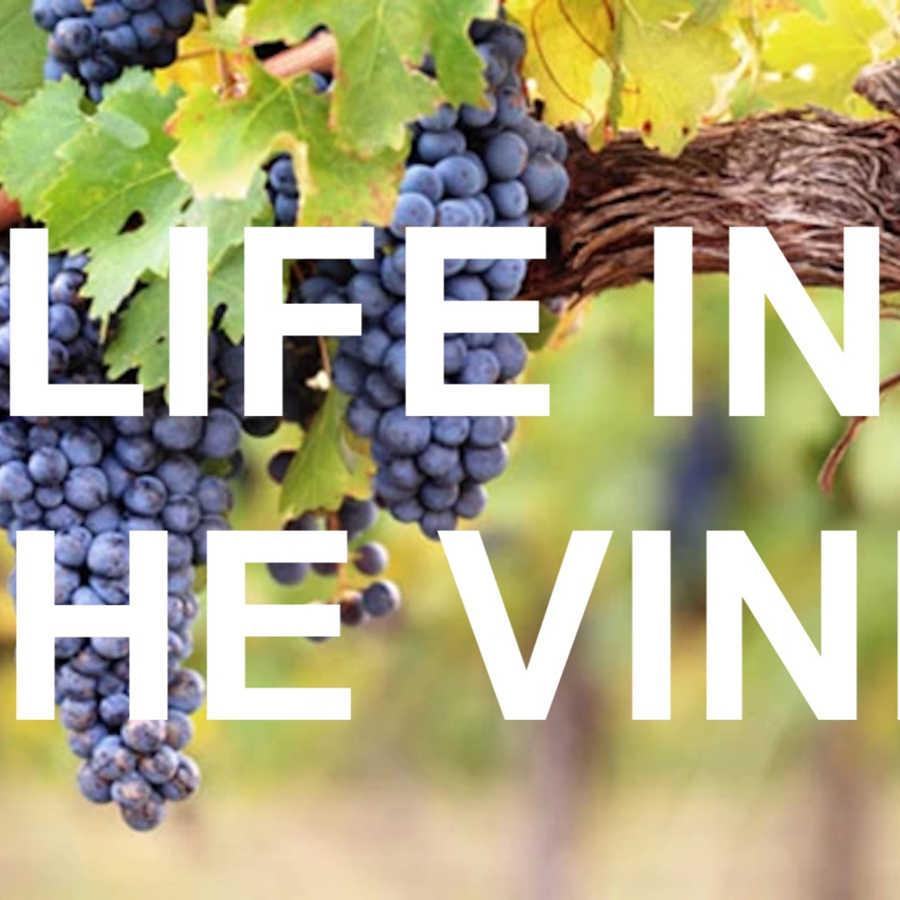 11.17.24, Intimacy And Obedience, John 15.9-10 episode artwork