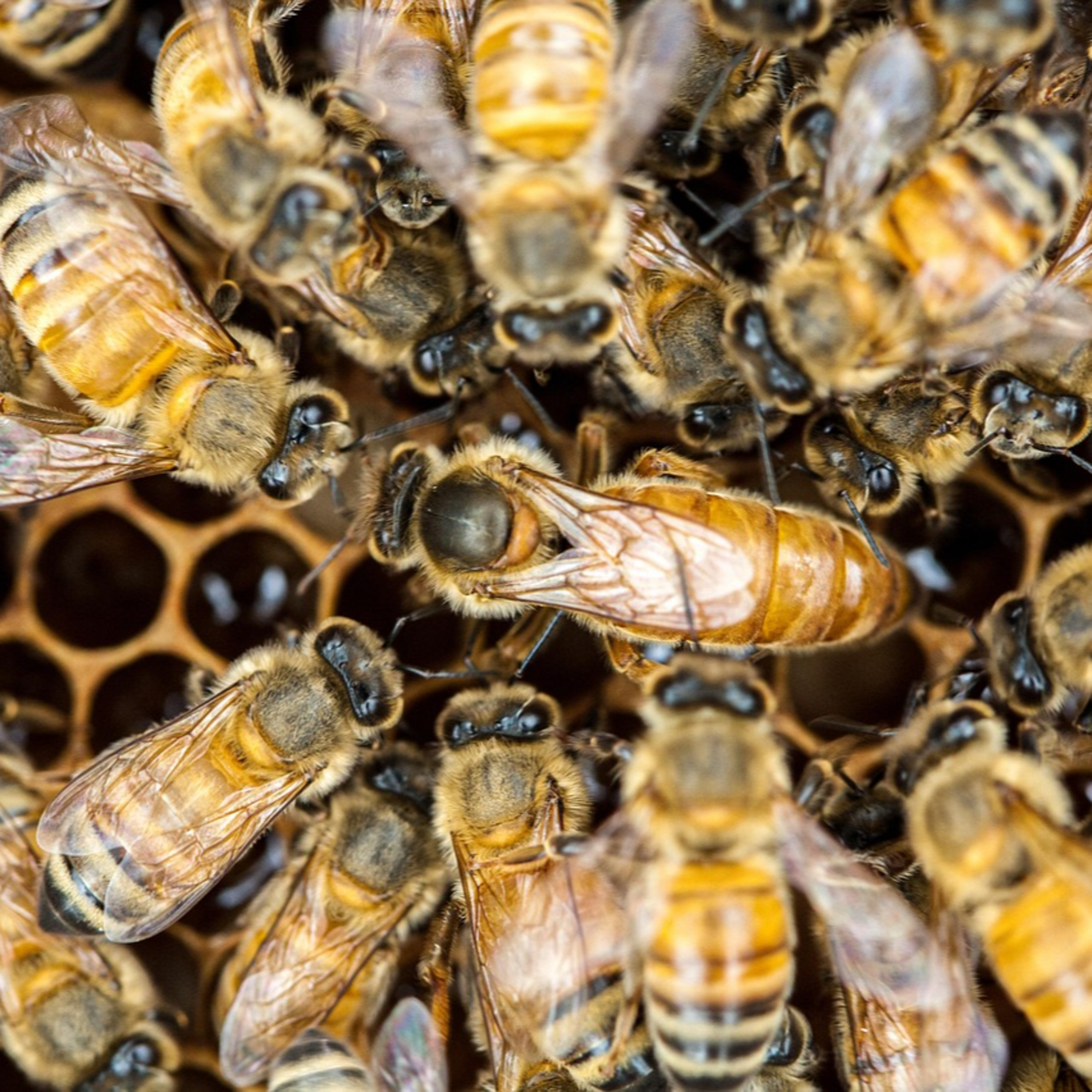 Co w ulu bzyczy? O badaniu pszczół z Piotrem Książkiem