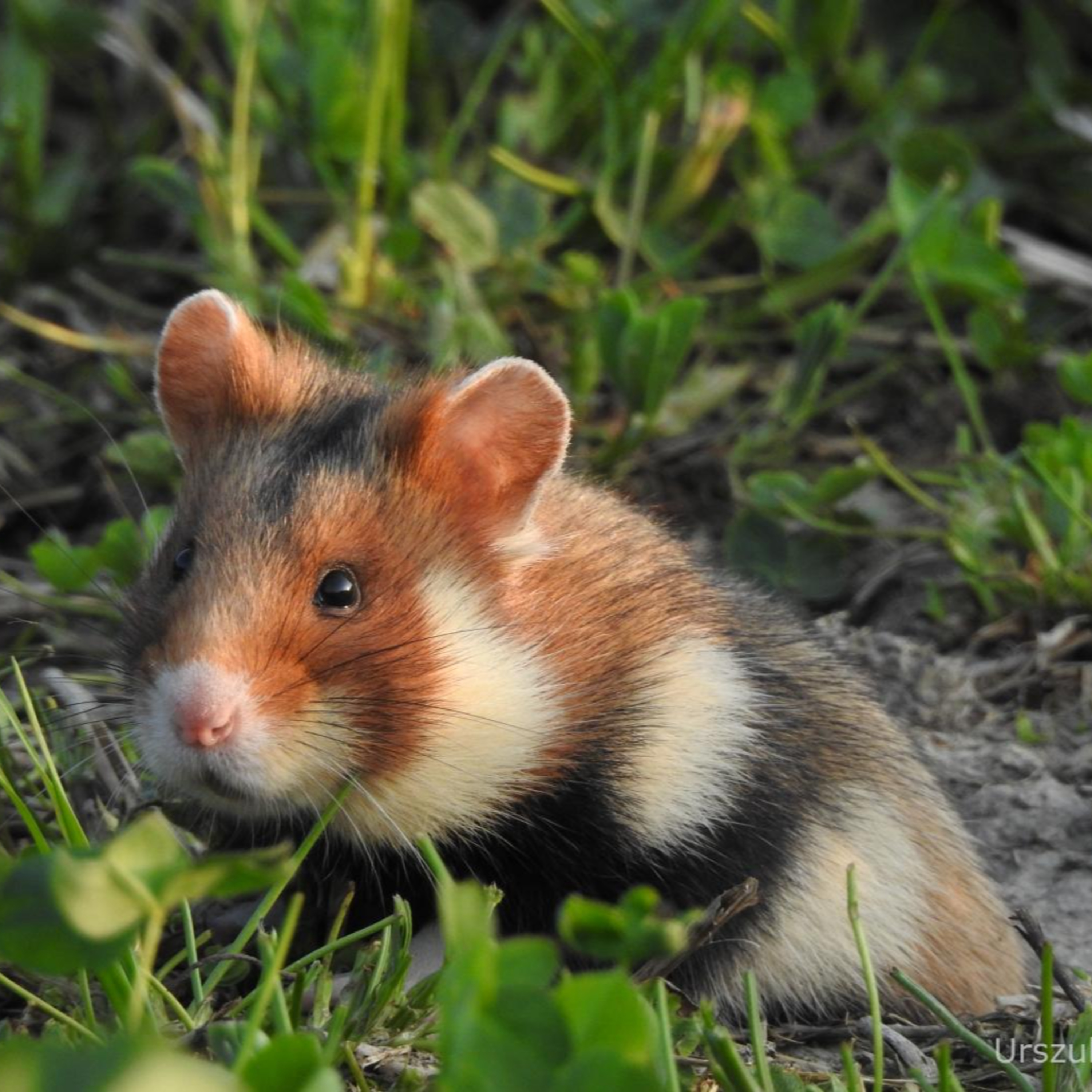 Chomik europejski – waleczny, lecz krytycznie zagrożony | dr Urszula Eichert, UAM