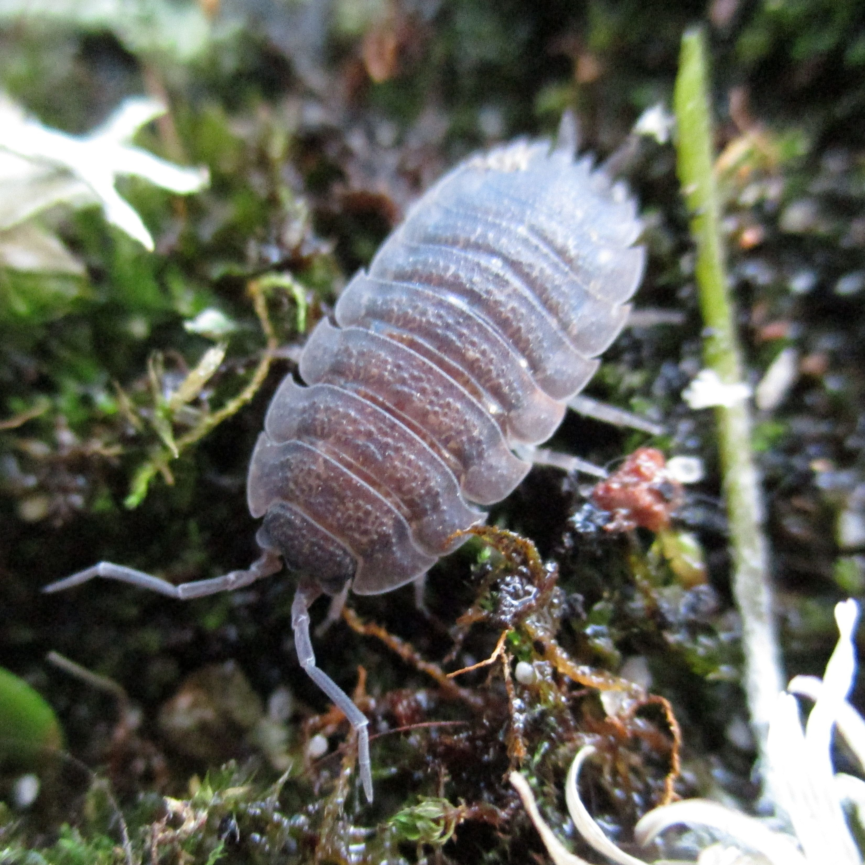 Nature Snippets