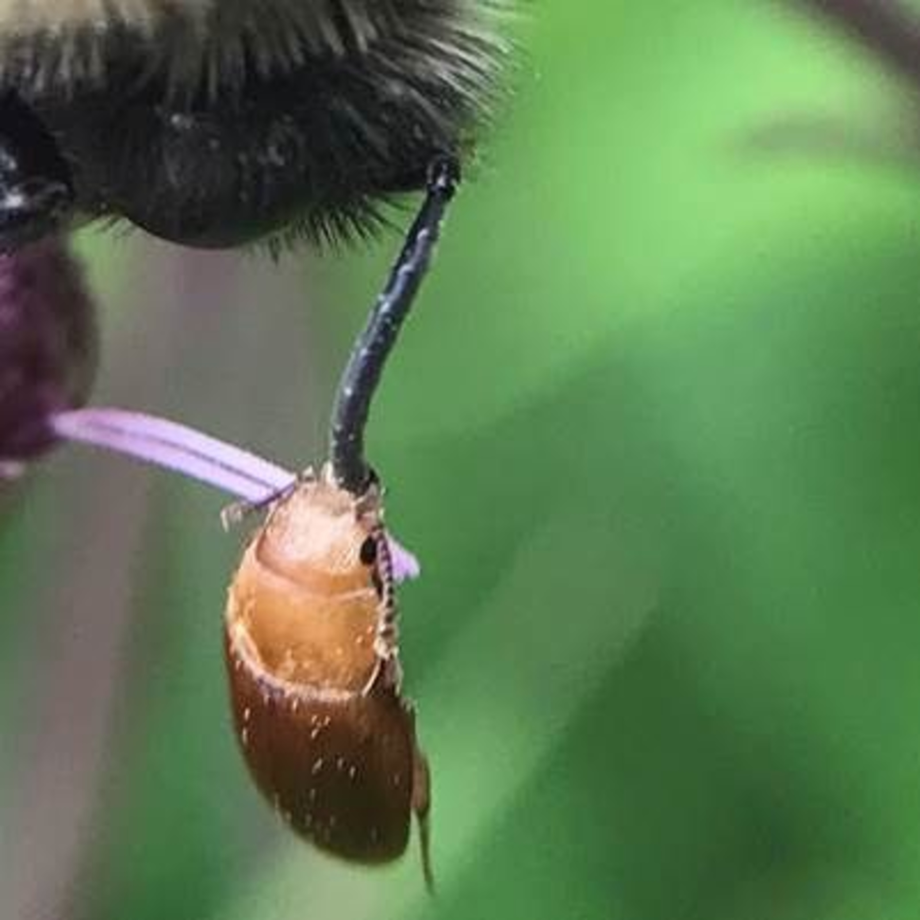 Nature Snippets