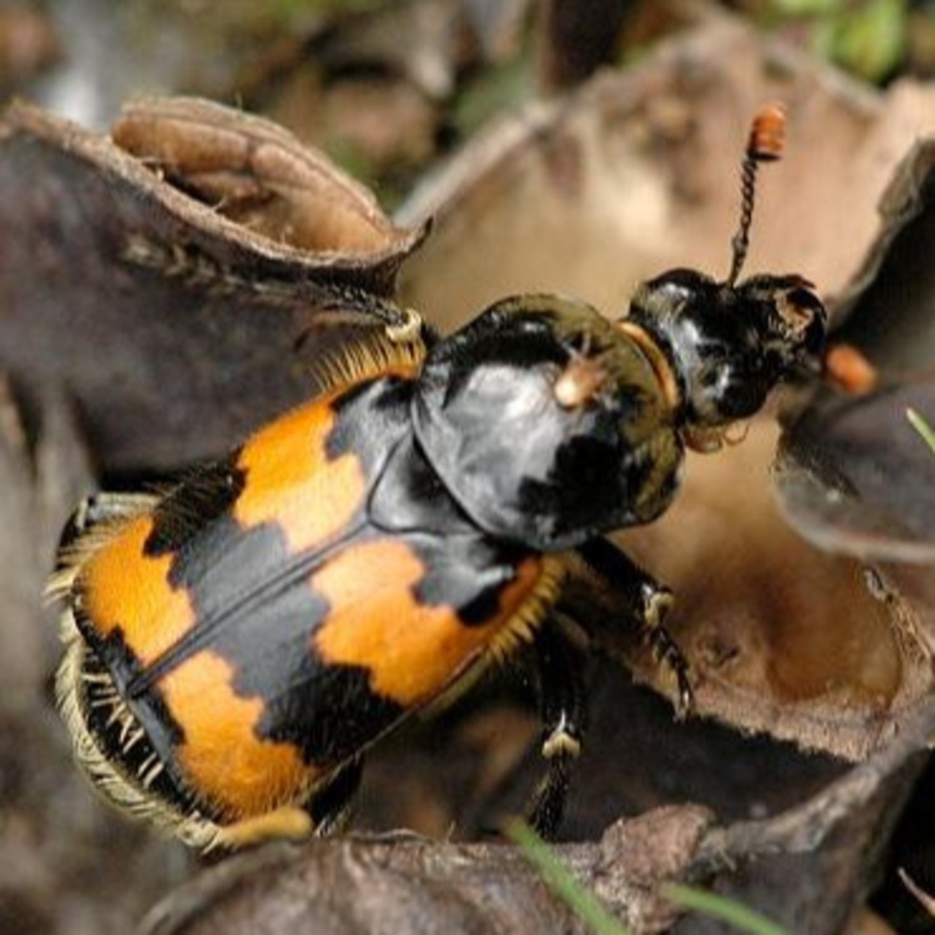 Nature Snippets