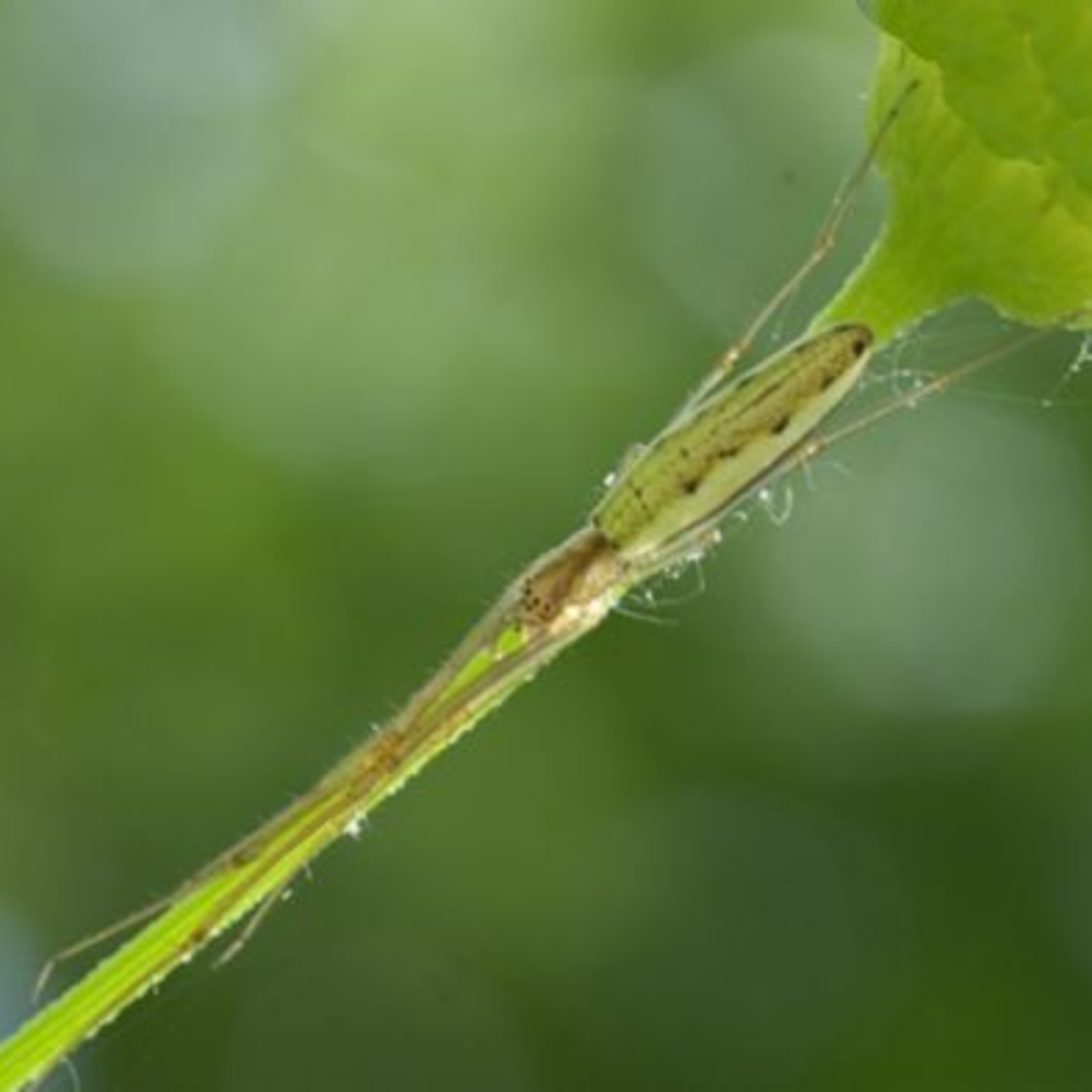 Nature Snippets