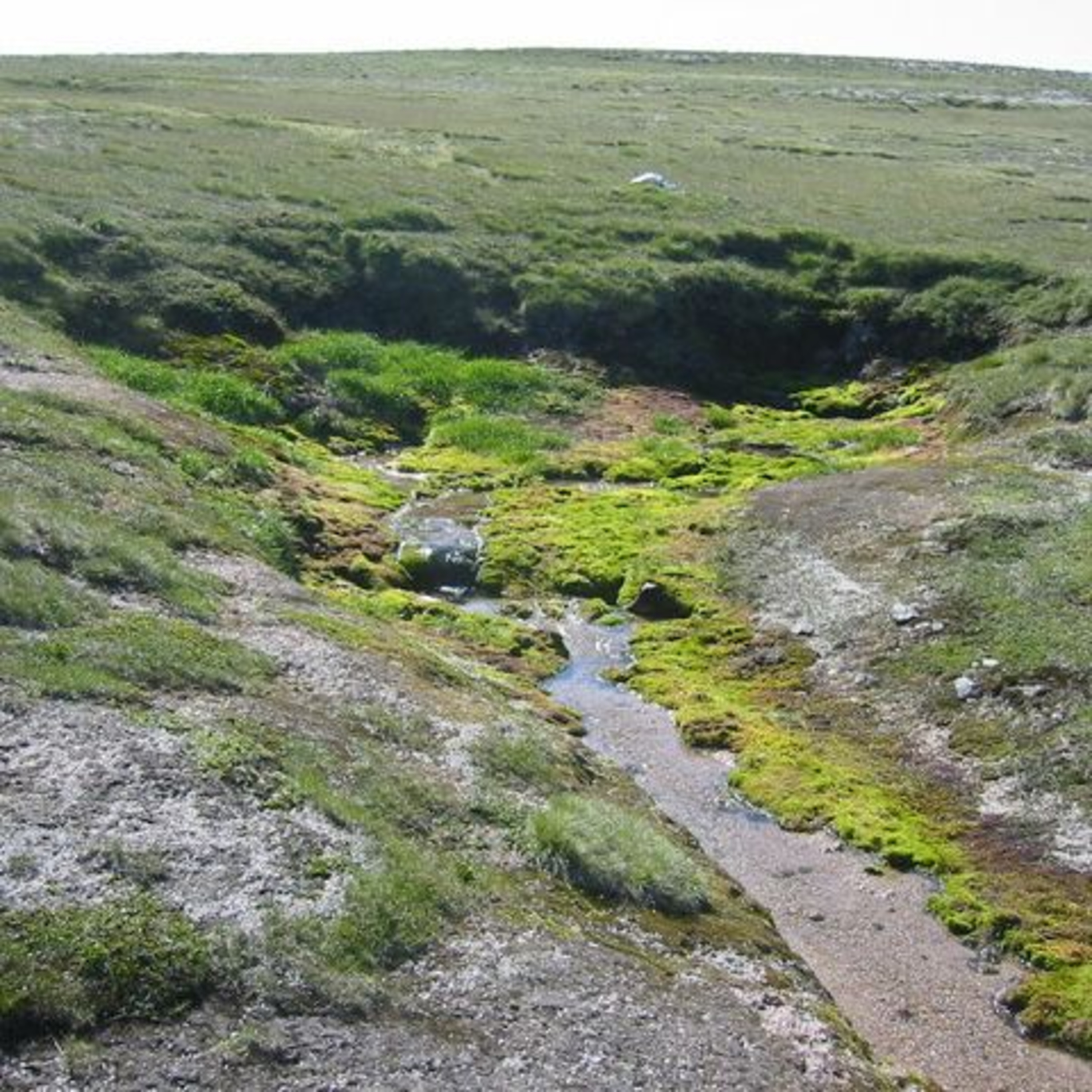 Nature Snippets