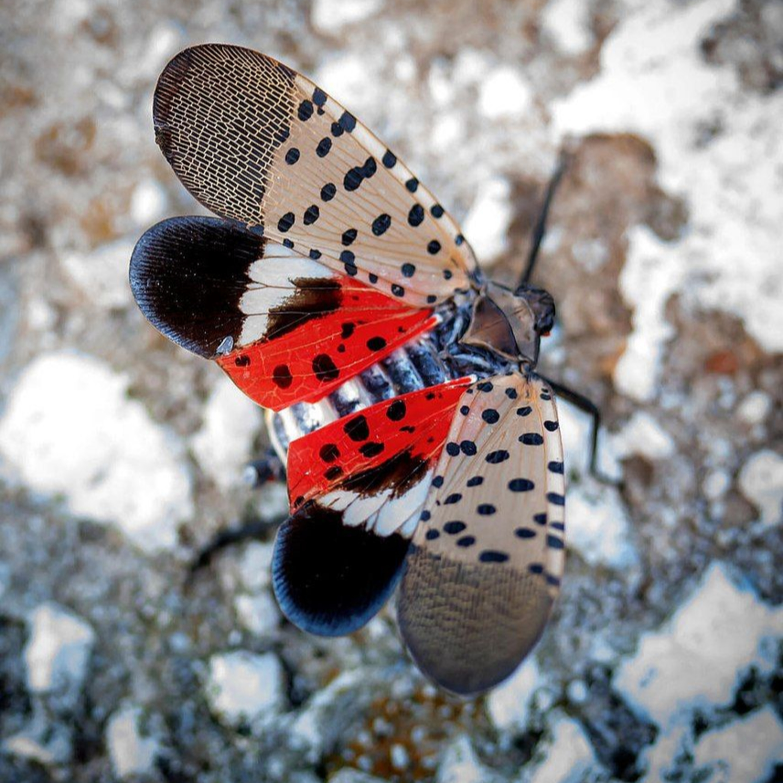 Nature Snippets