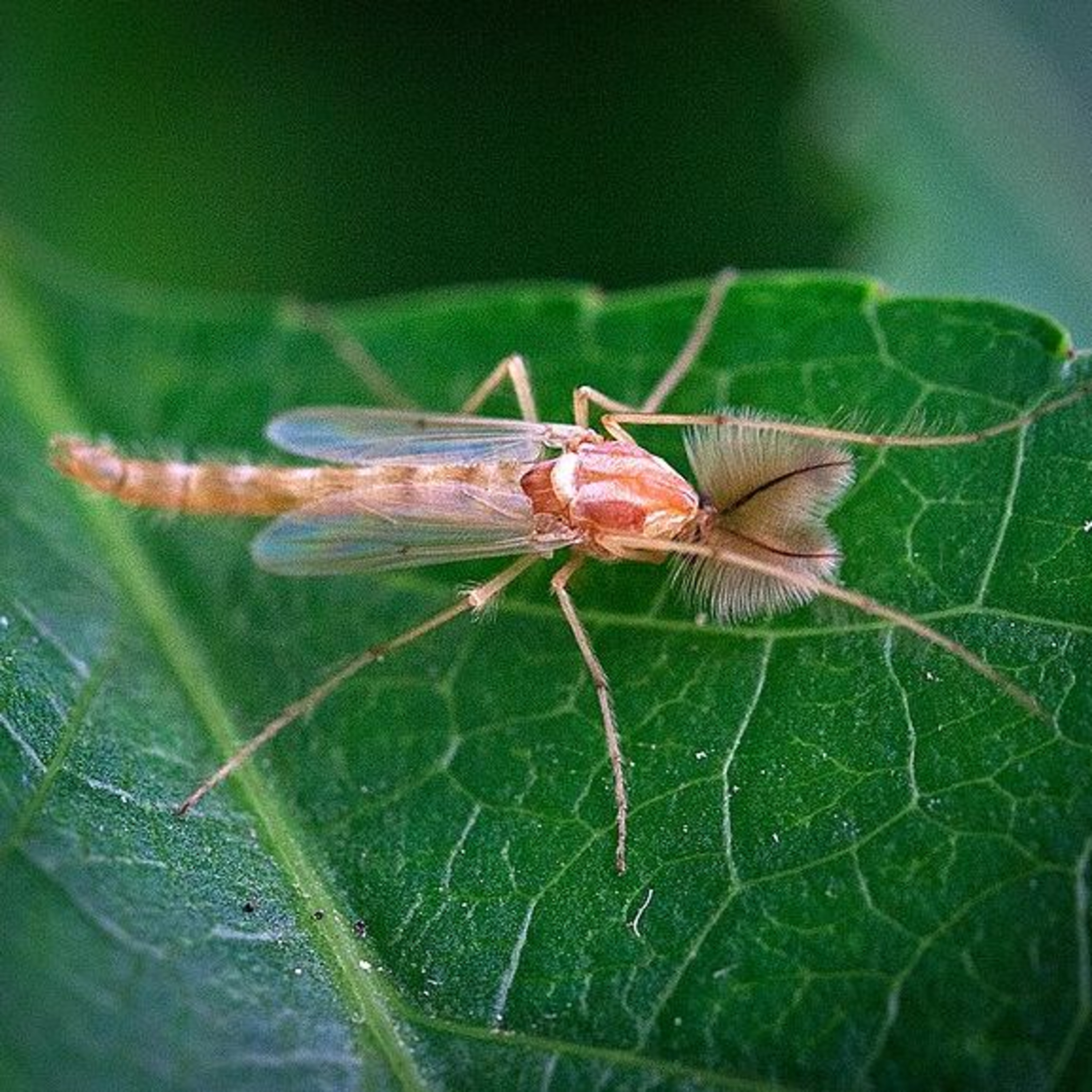 Nature Snippets