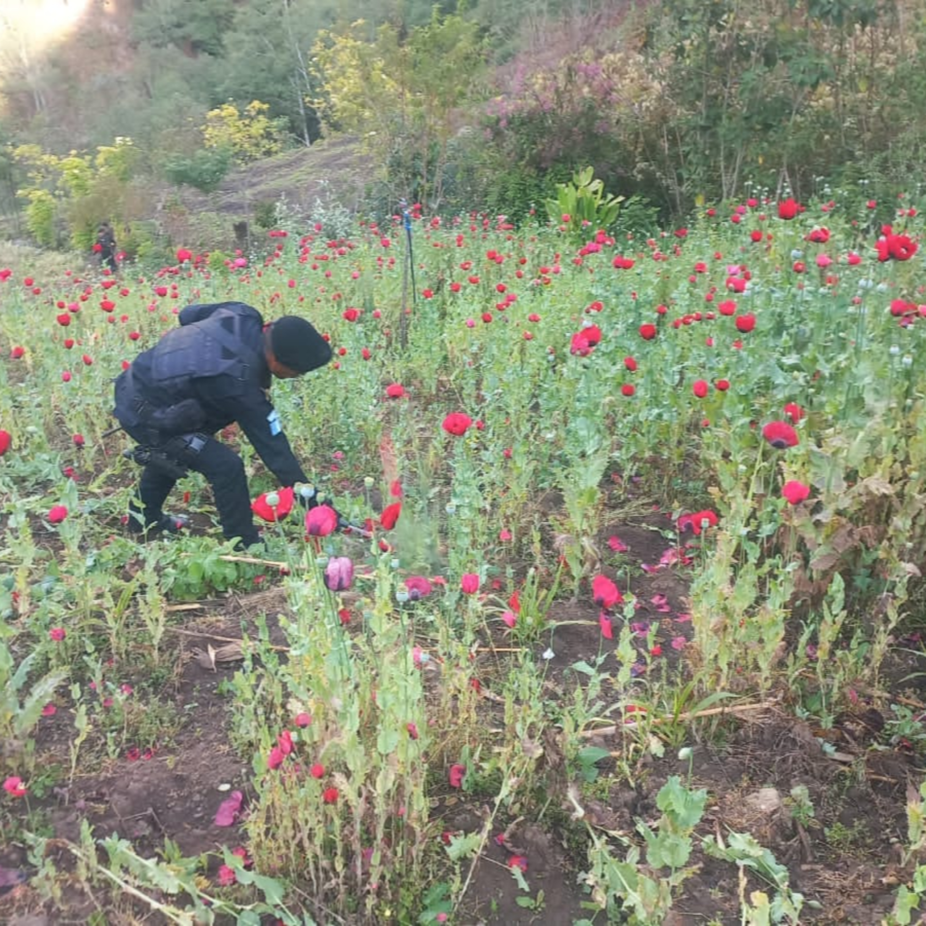 Policías de la SGAIA decomisan amapola. episode artwork
