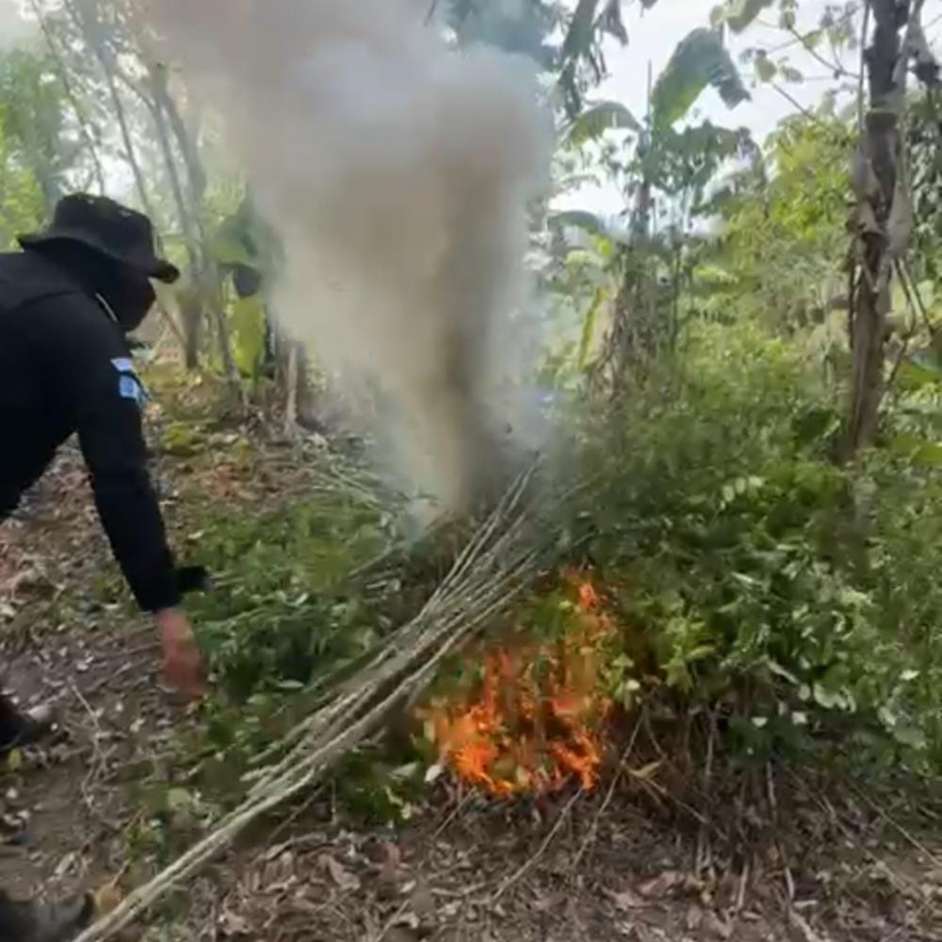 SGAIA erradica arbustos de hoja de coca, en Zacapa.  episode artwork