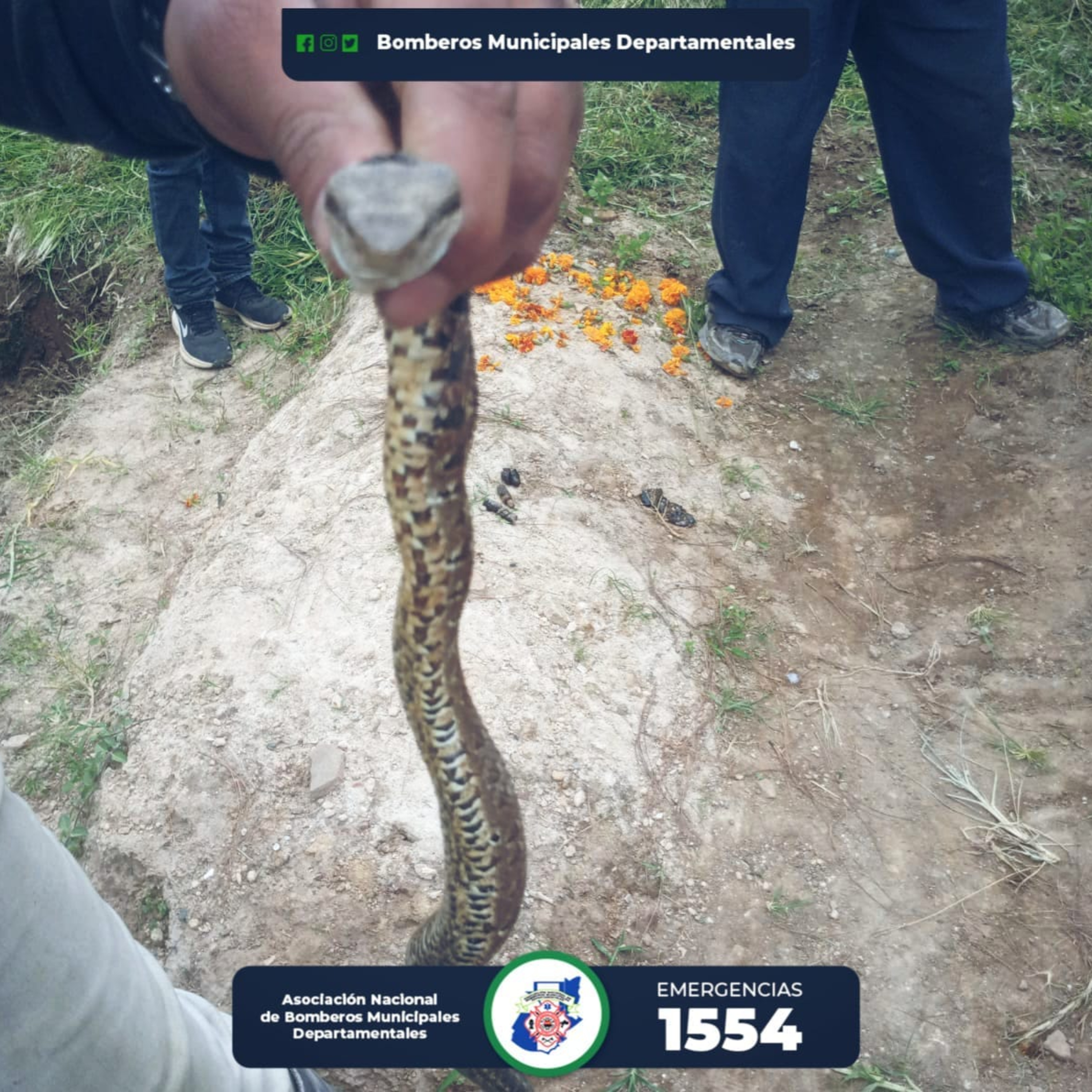 Hombre es mordido por serpiente. episode artwork